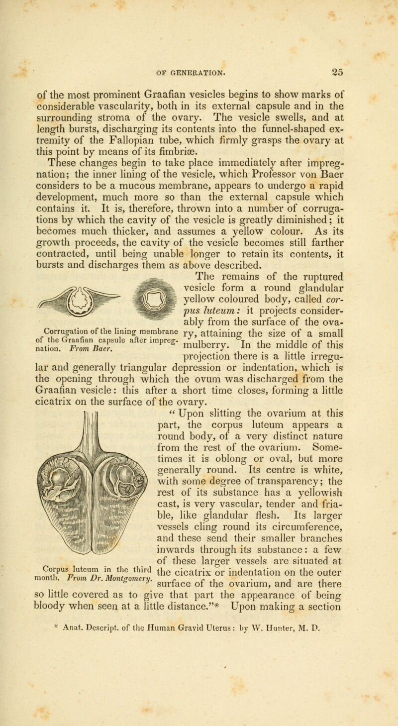 of the most prominent Graafian vesicles begins to show marks of considerable vascularity, both in its external capsule and in the surrounding stroma of the ovary. The vesicle swells, and at length bursts, discharging its contents into the funnel-shaped ex- tremity of the Fallopian tube, which firmly grasps the ovary at this point by means of its fimbriae. These changes begin to take place immediately after impreg- nation; the inner lining of the vesicle, which Professor von Baer considers to be a mucous membrane, appears to undergo a rapid development, much more so than the external capsule which contains it. It is, therefore, thrown into a number of corruga- tions by which the cavity of the vesicle is greatly diminished; it becomes much thicker, and assumes a yellow colour. As its growth proceeds, the cavity of the vesicle becomes still farther contracted, until being unable longer to retain its contents, it bursts and discharges them as above described. The remains of the ruptured vesicle form a round glandular yellow coloured body, called cor- pus luteum: it projects consider- ably from the surface of the ova- ry, attaining the size of a small mulberry. In the middle of this projection there is a little irregu- lar and generally triangular depression or indentation, which is the opening through which the ovum was discharged from the Graafian vesicle: this after a short time closes, forming a little cicatrix on the surface of the ovary.  Upon slitting the ovarium at this part, the corpus luteum appears a round body, of a very distinct nature from the rest of the ovarium. Some- times it is oblong or oval, but more generally round. Its centre is white, with some degree of transparency; the rest of its substance has a yellowish cast, is very vascular, tender and fria- ble, like glandular flesh. Its larger vessels cling round its circumference, and these send their smaller branches inwards through its substance: a few of these larger vessels are situated at the cicatrix or indentation on the outer surface of the ovarium, and are there so little covered as to give that part the appearance of being bloody when seen at a little distance.* Upon making a section Corrugation of the lining membrane of the Graafian capsule after impreg- nation. From Baer. Corpus luteum in the third month. From Dr. Montgomery. * Anat. Descript. of the Human Gravid Uterus: by W. Hunter, M. D.