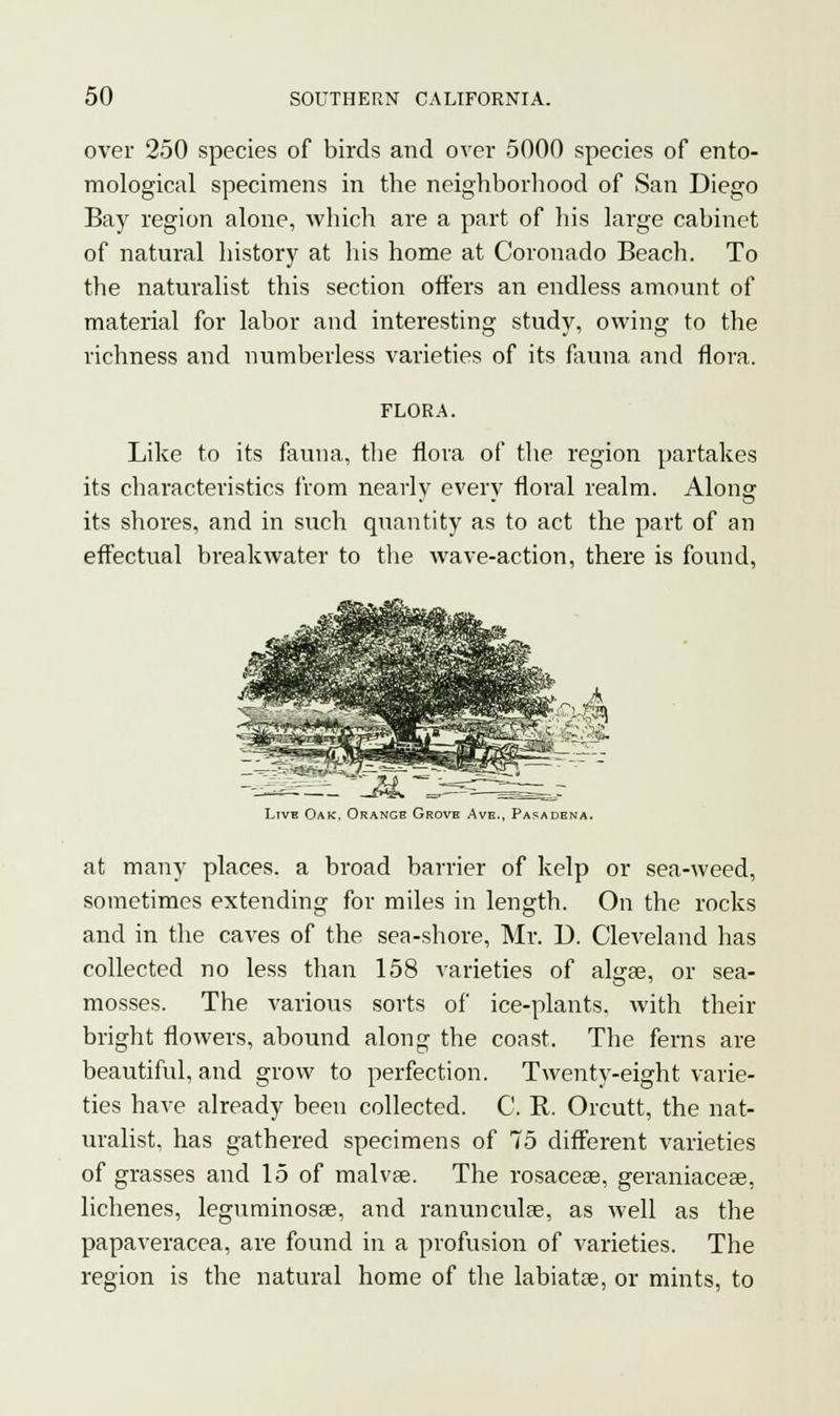over 250 species of birds and over 5000 species of ento- mological specimens in the neighborhood of San Diego Bay region alone, which are a part of his large cabinet of natural history at his home at Coronado Beach. To the naturalist this section offers an endless amount of material for labor and interesting study, owing to the richness and numberless varieties of its fauna and flora. FLORA. Like to its fauna, the flora of the region partakes its characteristics from nearly every floral realm. Along its shores, and in such quantity as to act the part of an effectual breakwater to the wave-action, there is found, Live Oak, Orange Grove Ave., Pasadena. at many places, a broad barrier of kelp or sea-weed, sometimes extending for miles in length. On the rocks and in the caves of the sea-shore, Mr. D. Cleveland has collected no less than 158 varieties of algae, or sea- mosses. The various sorts of ice-plants, with their bright flowers, abound along the coast. The ferns are beautiful, and grow to perfection. Twenty-eight varie- ties have already been collected. C. R. Orcutt, the nat- uralist, has gathered specimens of 75 different varieties of grasses and 15 of malvae. The rosacea?, geraniaceae, lichenes, legurainosae, and ranunculae, as well as the papaveracea, are found in a profusion of varieties. The region is the natural home of the labiatae, or mints, to