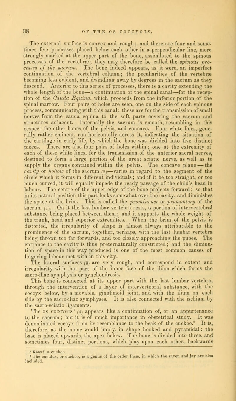 The external surface is convex and rough; and there are four and some- times five processes placed below each other in a perpendicular line, more strongly marked at the upper part of the bone, assimilated to the spinous processes of the vertebrae; they may therefore be called the spinous pro- cesses of the sacrum. The bone indeed appears, as it were, an imperfect continuation of the vertebral column; the peculiarities of the vertebrae becoming less evident, and dwindling away by degrees in the sacrum as they descend. Anterior to this series of processes, there is a cavity extending the whole length of the bone—a continuation of the spinal canal—for the recep- tion of the Cauda Equina, which proceeds from the inferior portion of the spinal marrow. Four pairs of holes are seen, one on the side of each spinous process, communicating with this canal: these are for the transmission of small nerves from the cauda equina to the soft parts covering the sacrum and structures adjacent. Internally the sacrum is smooth, resembling in this respect the other bones of the pelvis, and concave. Four white lines, gene- rally rather eminent, run horizontally across it, indicating the situation of the cartilage in early life, by which the bone was divided into five distinct pieces. There are also four pairs of holes within; one at the extremity of each of these white lines, for the transmission of the anterior sacral nerves, destined to form a large portion of the great sciatic nerve, as well as to supply the organs contained within the pelvis. The concave plane — the cavity or hollow of the sacrum (2)—varies in regard to the segment of the circle which it forms in different individuals; and if it be too straight, or too much curved, it will equally impede the ready passage of the child's head in labour. The centre of the upper edge of the bone projects forward ; so that in its natural position this part looks somewhat over the cavity, and diminishes the space at the brim. This is called the prominence or promontory of the sacrum (i). On it the last lumbar vertebra rests, a portion of intervertebral substance being placed between them ; and it supports the whole weight of the trunk, head and superior extremities. When the brim of the pelvis is distorted, the irregularity of shape is almost always attributable to the prominence of the sacrum, together, perhaps, with the last lumbar vertebra being thrown too far forwards, and too closely approaching the pubes. The entrance to the cavity is thus preternaturally constricted; and the diminu- tion of space in this way produced is one of the most common causes of lingering labour met with in this city. The lateral surfaces (3) are very rough, and correspond in extent and irregularity with that part of the inner face of the ilium which forms the sacro-iliac symphysis or synchondrosis. This bone is connected at its upper part with the last lumbar vertebra, through the intervention of a layer of intervertebral substance, with the coccyx below, by a movable, ginglimoid joint, and with the ilium on each side by the sacro-iliac symphyses. It is also connected with the ischium by the sacro-sciatic ligaments. The OS coccygis1 (4) appears like a continuation of, or an appurtenance to the sacrum; but it is of much importance in obstetrical study. It was denominated coccyx from its resemblance to the beak of the cuckoo.2 It is, therefore, as the name would imply, in shape hooked and pyramidal: the base is placed upwards, the apex below. The bone is divided into three, and sometimes four, distinct portions, which play upon each other, backwards