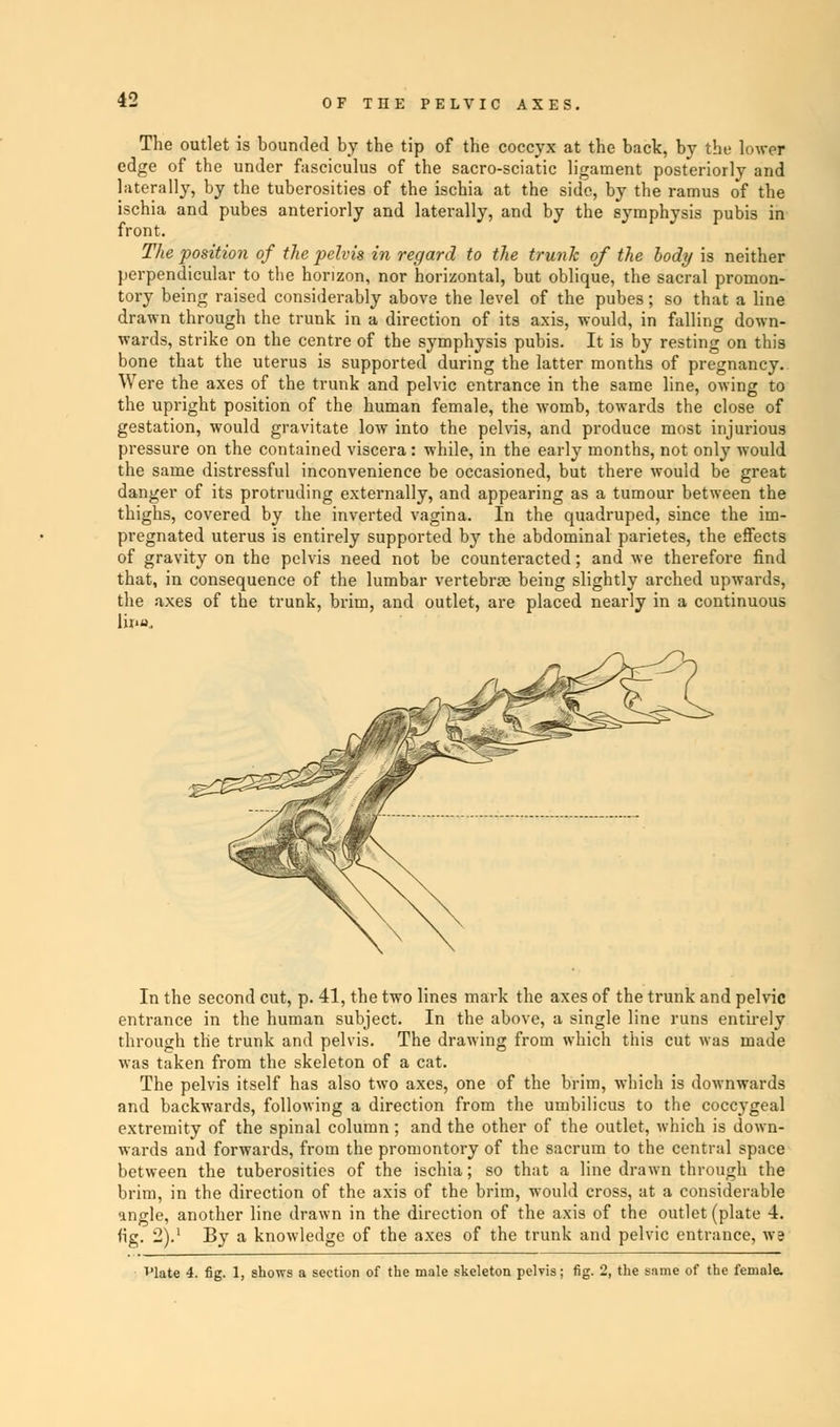 *- OFTHEPELVICAXES. The outlet is bounded by the tip of the coccyx at the back, by the lower edge of the under fasciculus of the sacro-sciatic ligament posteriorly and laterally, by the tuberosities of the ischia at the side, by the ramus of the ischia and pubes anteriorly and laterally, and by the symphysis pubis in front. The position of the pelvis in regard to the trunk of the body is neither perpendicular to the horizon, nor horizontal, but oblique, the sacral promon- tory being raised considerably above the level of the pubes; so that a line drawn through the trunk in a direction of its axis, would, in falling down- wards, strike on the centre of the symphysis pubis. It is by resting on this bone that the uterus is supported during the latter months of pregnancy. Were the axes of the trunk and pelvic entrance in the same line, owing to the upright position of the human female, the womb, towards the close of gestation, would gravitate low into the pelvis, and produce most injurious pressure on the contained viscera: while, in the early months, not only would the same distressful inconvenience be occasioned, but there would be great danger of its protruding externally, and appearing as a tumour between the thighs, covered by the inverted vagina. In the quadruped, since the im- pregnated uterus is entirely supported by the abdominal parietes, the effects of gravity on the pelvis need not be counteracted; and we therefore find that, in consequence of the lumbar vertebra; being slightly arched upwards, the axes of the trunk, brim, and outlet, are placed nearly in a continuous lii'u, In the second cut, p. 41, the two lines mark the axes of the trunk and pelvic entrance in the human subject. In the above, a single line runs entirely through the trunk and pelvis. The drawing from which this cut was made was taken from the skeleton of a cat. The pelvis itself has also two axes, one of the brim, which is downwards and backwards, following a direction from the umbilicus to the coccygeal extremity of the spinal column; and the other of the outlet, which is down- wards and forwards, from the promontory of the sacrum to the central space between the tuberosities of the ischia; so that a line drawn through the brim, in the direction of the axis of the brim, would cross, at a considerable angle, another line drawn in the direction of the axis of the outlet (plate 4. fig. 2).1 By a knowledge of the axes of the trunk and pelvic entrance, w?