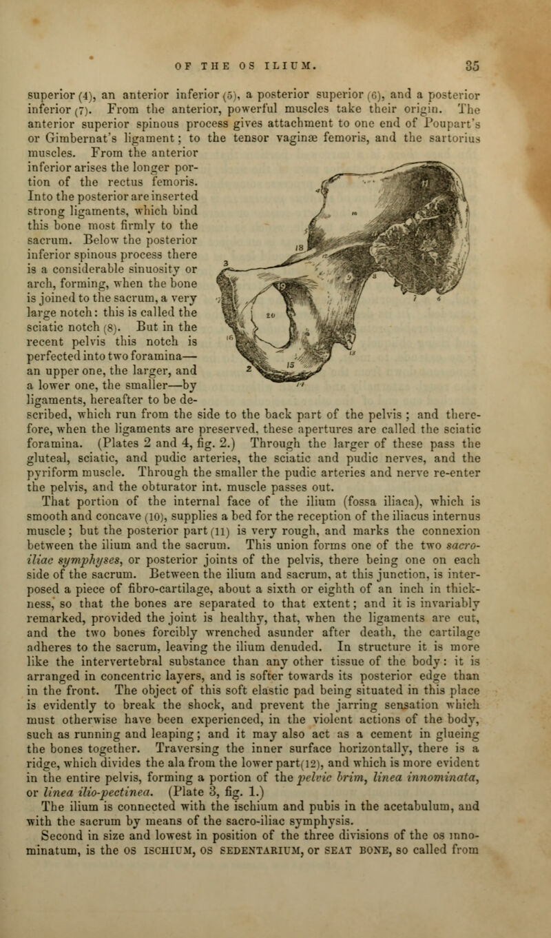 superior (4), an anterior inferior (5), a posterior superior (6), and a posterior inferior (7). From the anterior, powerful muscles take their origin. The anterior superior spinous process gives attachment to one end of Poapart's or Gimbernat?s ligament; to the tensor vaginae femoris, and the sartorius muscles. From the anterior inferior arises the longer por- tion of the rectus femoris. Into the posterior are inserted strong ligaments, which bind this bone most firmly to the sacrum. Below the posterior inferior spinous process there is a considerable sinuosity or arch, forming, when the bone is joined to the sacrum, a very large notch: this is called the sciatic notch (8). But in the recent pelvis this notch is perfected into two foramina— an upper one, the larger, and a lower one, the smaller—by ligaments, hereafter to be de- scribed, which run from the side to the back part of the pelvis ; and there- fore, when the ligaments are preserved, these apertures are called the sciatic foramina. (Plates 2 and 4, fig. 2.) Through the larger of these pass the gluteal, sciatic, and pudic arteries, the sciatic and pudic nerves, and the pyriform muscle. Through the smaller the pudic arteries and nerve re-enter the pelvis, and the obturator int. muscle passes out. That portion of the internal face of the ilium (fossa iliaca), which is smooth and concave (10), supplies a bed for the reception of the iliacus internus muscle; but the posterior part (li) is very rough, and marks the connexion between the ilium and the sacrum. This union forms one of the two sacro- iliac symphyses, or posterior joints of the pelvis, there being one on each side of the sacrum. Between the ilium and sacrum, at this junction, is inter- posed a piece of fibro-cartilage, about a sixth or eighth of an inch in thick- ness, so that the bones are separated to that extent; and it is invariably remarked, provided the joint is healthy, that, when the ligaments are cut, and the two bones forcibly wrenched asunder after death, the cartilage adheres to the sacrum, leaving the ilium denuded. In structure it is more like the intervertebral substance than any other tissue of the body: it is arranged in concentric layers, and is softer towards its posterior edge than in the front. The object of this soft elastic pad being situated in this place is evidently to break the shock, and prevent the jarring sensation which must otherwise have been experienced, in the violent actions of the body, such as running and leaping; and it may also act as a cement in glueing the bones together. Traversing the inner surface horizontally, there is a ridge, which divides the ala from the lower part(i2), and which is more evident in the entire pelvis, forming a portion of the pelvic brim, linea innominata, or linea ilio-pectinea. (Plate 3, fig. 1.) The ilium is connected with the ischium and pubis in the acetabulum, and with the sacrum by means of the sacro-iliac symphysis. Second in size and lowest in position of the three divisions of the os inno- minatum, is the OS ischium, os sedentarium, or seat bone, so called from