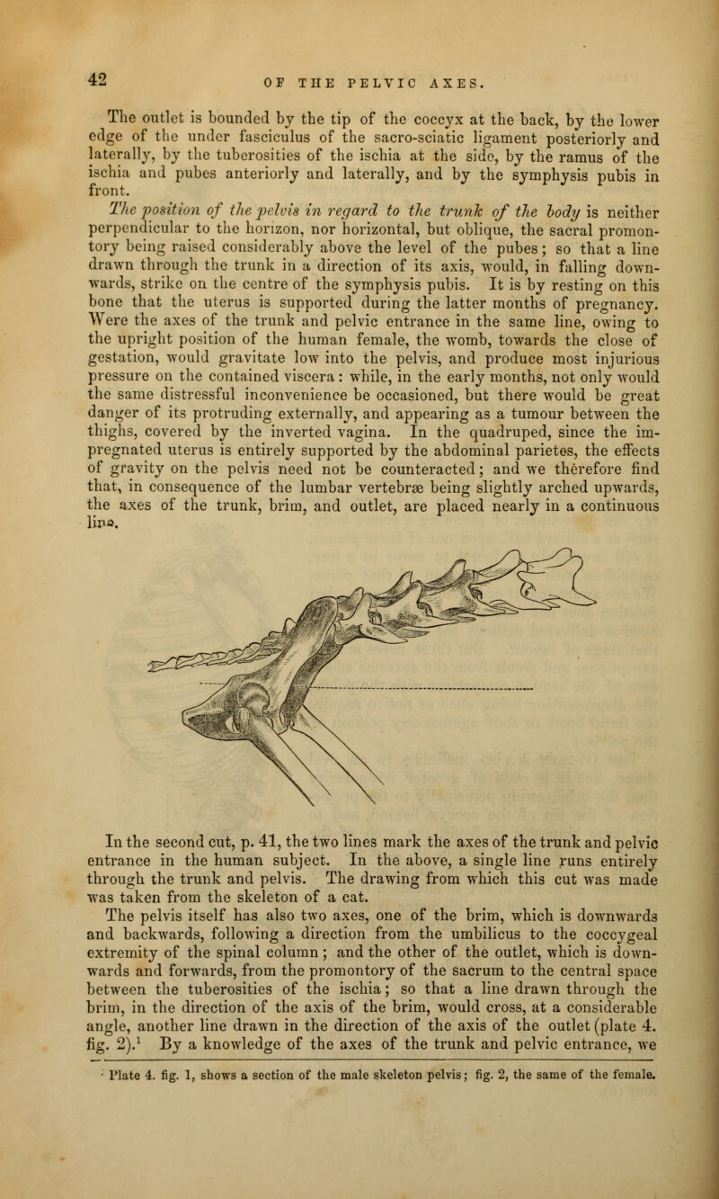 The outlet is bounded by the tip of the coccyx at the back, by the lower edge of the under fasciculus of the sacro-sciatic ligament posteriorly and laterally, by the tuberosities of the ischia at the side, by the ramus of the ischia and pubes anteriorly and laterally, and by the symphysis pubis in front. The position of the pelvis in regard to the trunk of the body is neither perpendicular to the horizon, nor horizontal, but oblique, the sacral promon- tory being raised considerably above the level of the pubes; so that a line drawn through the trunk in a direction of its axis, would, in falling down- wards, strike on the centre of the symphysis pubis. It is by resting on this bone that the uterus is supported during the latter months of pregnancy. Were the axes of the trunk and pelvic entrance in the same line, owing to the upright position of the human female, the womb, towards the close of gestation, would gravitate low into the pelvis, and produce most injurious pressure on the contained viscera : while, in the early months, not only would the same distressful inconvenience be occasioned, but there would be great danger of its protruding externally, and appearing as a tumour between the thighs, covered by the inverted vagina. In the quadruped, since the im- pregnated uterus is entirely supported by the abdominal parietes, the effects of gravity on the pelvis need not be counteracted; and we therefore find that, in consequence of the lumbar vertebrae being slightly arched upwards, the axes of the trunk, brim, and outlet, are placed nearly in a continuous Una. In the second cut, p. 41, the two lines mark the axes of the trunk and pelvic entrance in the human subject. In the above, a single line runs entirely through the trunk and pelvis. The drawing from which this cut was made was taken from the skeleton of a cat. The pelvis itself has also two axes, one of the brim, which is downwards and backwards, following a direction from the umbilicus to the coccygeal extremity of the spinal column ; and the other of the outlet, which is down- wards and forwards, from the promontory of the sacrum to the central space between the tuberosities of the ischia; so that a line drawn through the brim, in the direction of the axis of the brim, would cross, at a considerable angle, another line drawn in the direction of the axis of the outlet (plate 4. fig. 2).1 By a knowledge of the axes of the trunk and pelvic entrance, we • Plate 4. fig. 1, shows a section of the male skeleton pelvis; fig. 2, the same of the female.