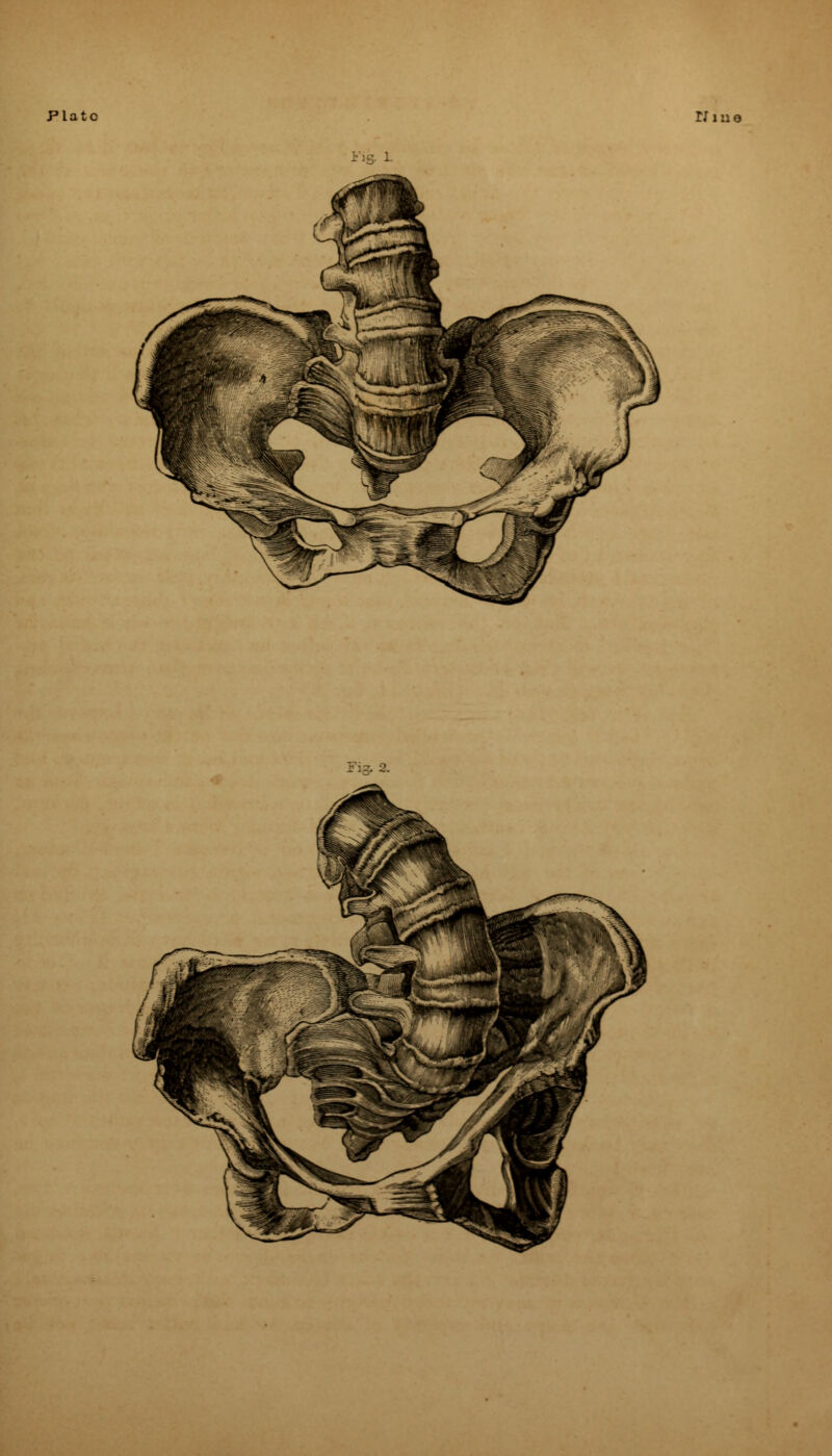 Plate Niue iis- 1- Fig. 2.