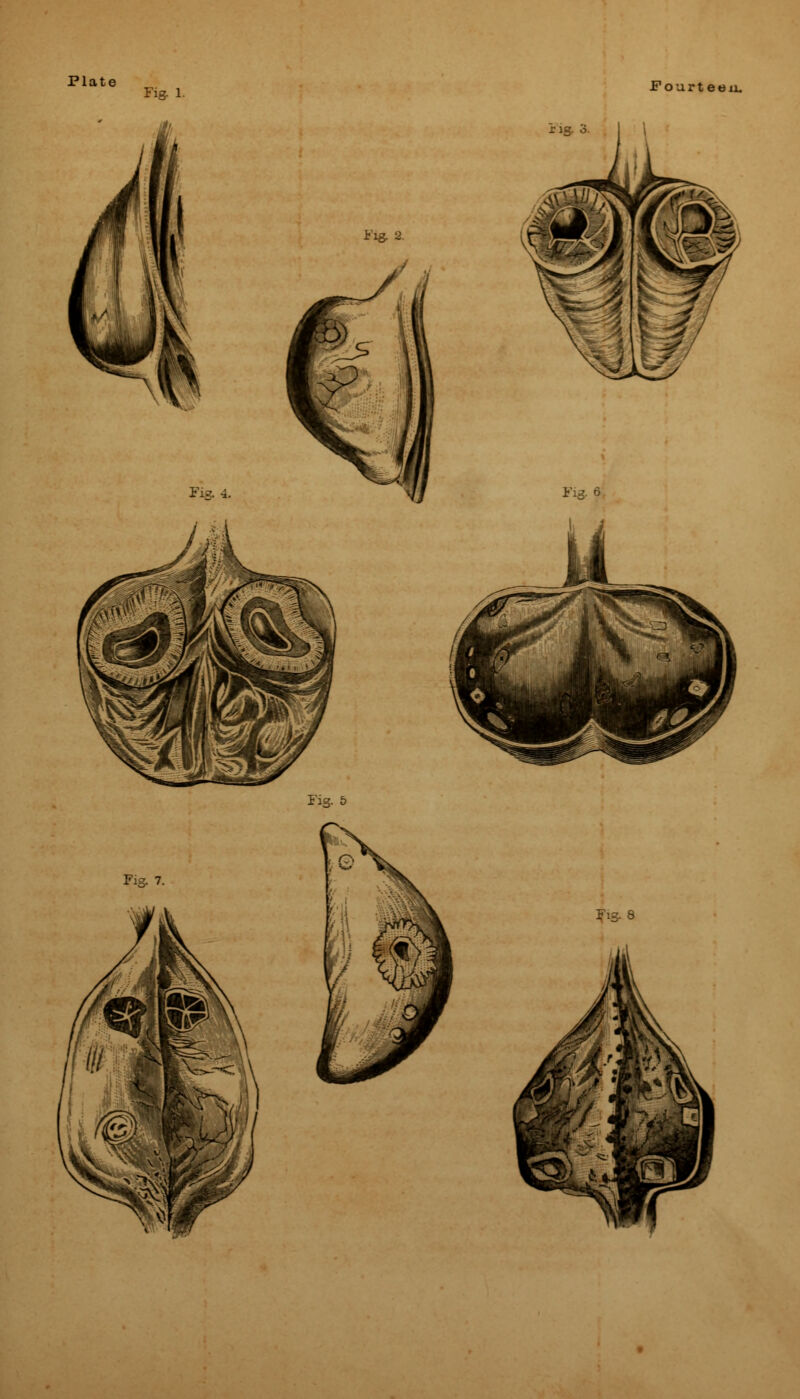 Fig. 1. Fourteen. Fig. 5 Fig. 7.