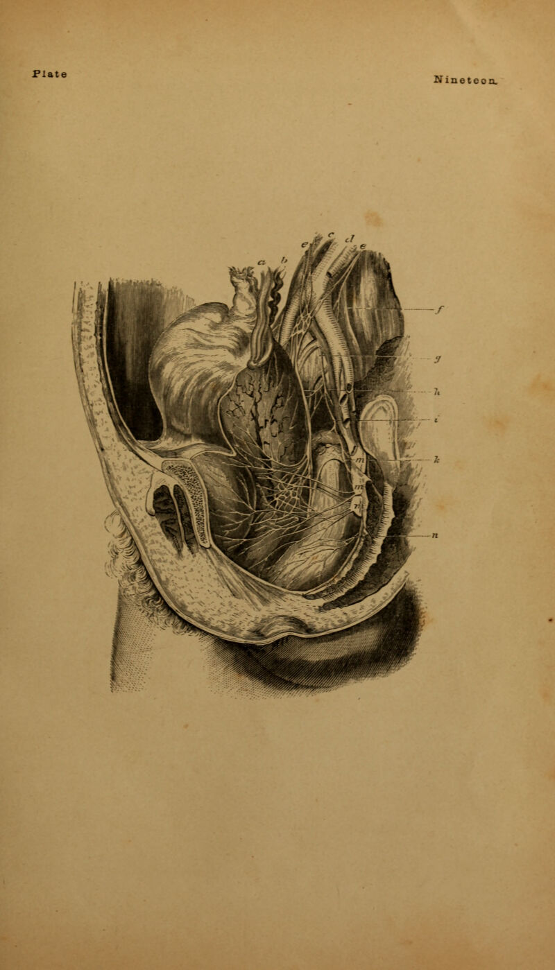 Plate Nineteen.