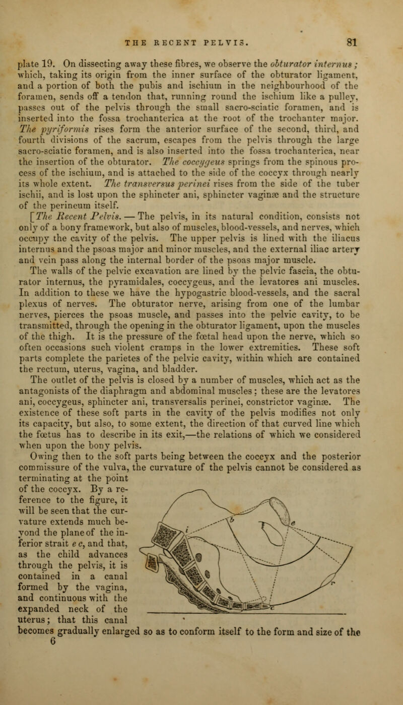 plate 19. On dissecting away these fibres, we observe the obturator internus ; which, taking its origin from the inner surface of the obturator ligament, and a portion of both the pubis and ischium in the neighbourhood of the foramen, sends off a tendon that, running round the ischium like a pulley, passes out of the pelvis through the small sacro-sciatic foramen, and is inserted into the fossa trochanterica at the root of the trochanter major. The pyriformis rises form the anterior surface of the second, third, and fourth divisions of the sacrum, escapes from the pelvis through the large sacro-sciatic foramen, and is also inserted into the fossa trochanterica, near the insertion of the obturator. The coccygeus springs from the spinous pro- cess of the ischium, and is attached to the side of the coccyx through nearly its whole extent. The tra?isversus perinei rises from the side of the tuber ischii, and is lost upon the sphincter ani, sphincter vaginae and the structure of the perineum itself. [Tlie Recent Pelvis. — The pelvis, in its natural condition, consists not only of a bony framework, but also of muscles, blood-vessels, and nerves, which occupy the cavity of the pelvis. The upper pelvis is lined with the iliacus internus and the psoas major and minor muscles, and the external iliac artery and vein pass along the internal border of the psoas major muscle. The walls of the pelvic excavation are lined by the pelvic fascia, the obtu- rator internus, the pyramidales, coccygeus, and the levatores ani muscles. In addition to these we have the hypogastric blood-vessels, and the sacral plexus of nerves. The obturator nerve, arising from one of the lumbar nerves, pierces the psoas muscle, and passes into the pelvic cavity, to be transmitted, through the opening in the obturator ligament, upon the muscles of the thigh. It is the pressure of the foetal head upon the nerve, which so often occasions such violent cramps in the lower extremities. These soft parts complete the parietes of the pelvic cavity, within which are contained the rectum, uterus, vagina, and bladder. The outlet of the pelvis is closed by a number of muscles, which act as the antagonists of the diaphragm and abdominal muscles : these are the levatores ani, coccygeus, sphincter ani, transversalis perinei, constrictor vaginae. The existence of these soft parts in the cavity of the pelvis modifies not only its capacity, but also, to some extent, the direction of that curved line which the foetus has to describe in its exit,—the relations of which we considered when upon the bony pelvis. Owing then to the soft parts being between the coccyx and the posterior commissure of the vulva, the curvature of the pelvis cannot be considered as terminating at the point of the coccyx. By a re- ference to the figure, it will be seen that the cur- vature extends much be- yond the plane of the in- ferior strait e c, and that, as the child advances through the pelvis, it is contained in a canal formed by the vagina, and continuous with the expanded neck of the uterus; that this canal becomes gradually enlarged so as to conform itself to the form and size of the 6