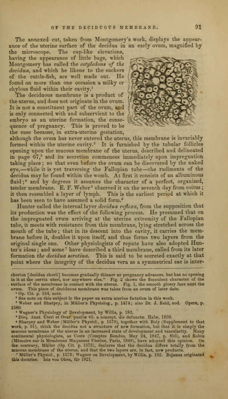 The annexed cut, taken from Montgomery's work, displays the appear- ance of the uterine surface of the decidua in an early ovum, magnified by the microscope. The cup-like elevations, having the appearance of little bags, which Montgomery has called the cotyledons of the decidua, and which he likens to the suckers of the cuttle-fish, are well made out. lie found on more than one occasion a milky or chylous fluid within their cavity.1 The deciduous membrane is a product of the uterus, and does not originate in the ovum. It is not a constituent part of the ovum, ajid is only connected with and subservient to the embryo as an uterine formation, the conse- quence of pregnancy. This is proved to be the case because, in extra-uterine gestation, although the ovum has never entered the uterus, this membrane is invariably formed within the uterine cavity.2 It is furnished by the tubular follicles opening upon the mucous membrane of the uterus, described and delineated in page 6T,3 and its secretion commences immediately upon impregnation taking place ; so that even before the ovum can be discovered by the naked eye.—while it is yet traversing the Fallopian tube—the rudiments of the decidua may be found within the womb. At first it consists of an albuminous fluid;4 and by degrees it assumes the character of a perfect, organized, tender membrane. E. F. Weber5 observed it on the seventh day from coitus ; it then resembled a layer of lymph. This is the earliest period at which it has been seen to have assumed a solid form.6 Hunter called the internal layer decidua reflexa, from the supposition that its production was the effect of the following process. He presumed that on the impregnated ovum arriving at the uterine extremity of the Fallopian tube, it meets with resistance from this membrane, lying stretched across the mouth of the tube; that in its descent into the cavity, it carries the mem- brane before it, doubles it upon itself, and thus forms two layers from the original single one. Other physiologists of repute have also adopted Hun- ter's ideas ; and some7 have described a third membrane, called from its later formation the decidua serotina. This is said to be secreted exactly at that point where the integrity of the decidua vera as a symmetrical sac is inter- chorion [decidua chorii] becomes gradually thinner as pregnancy advances, but has no opening in it at the cervix uteri, nor anywhere else. Fig. 2 shows the flocculent character of the surface of the membrane in contact with the uterus. Fig. 1, the smooth glossy face next the ovum. This piece of deciduous membrane was takes from an ovum of later date. 1 Op. Cit. p. 134, note.  See note on this subject in the paper on extra uterine foetation in this work. * Weber and Sharpev, in Mulier's Physiolog., p. 1474; also Dr. J. Reid, eod. Opere, p. 1580. ■ Wagner's Physiology of Development, by Willis, p. * Disq. Anat. Uteri et Ovar. pueliae vii. a concept, die defunctae. Haloe, 1SC0. « Sharpey and Weber i Mulier's Physiol., p 1579), together with Baly (Supplement to that work, p. 91), think the decidua not a structure of new formation, but that it is simply the mucous membrane of the uterus in an increased state of development acd vascularity. Many continental physiologists, as Coste (Comptes Rendus, May 24, 1847, p. 893), and Robiu (Memoire sur la Membrane Muqueuse Uterine. Paris, 1848), have adopted this opinion. On the contrary, Muller (Op. Cit. p. 1573), declares that the decidua differs totally from the mucous membrane of the uterus, and that the two layers are. in fact, new products. ' Mulier's Physiol., p. 1573: Wagner on Development, by Willis, p. 192. Bojanus originated this doctrine. Isis von Oken, fiir 1821.