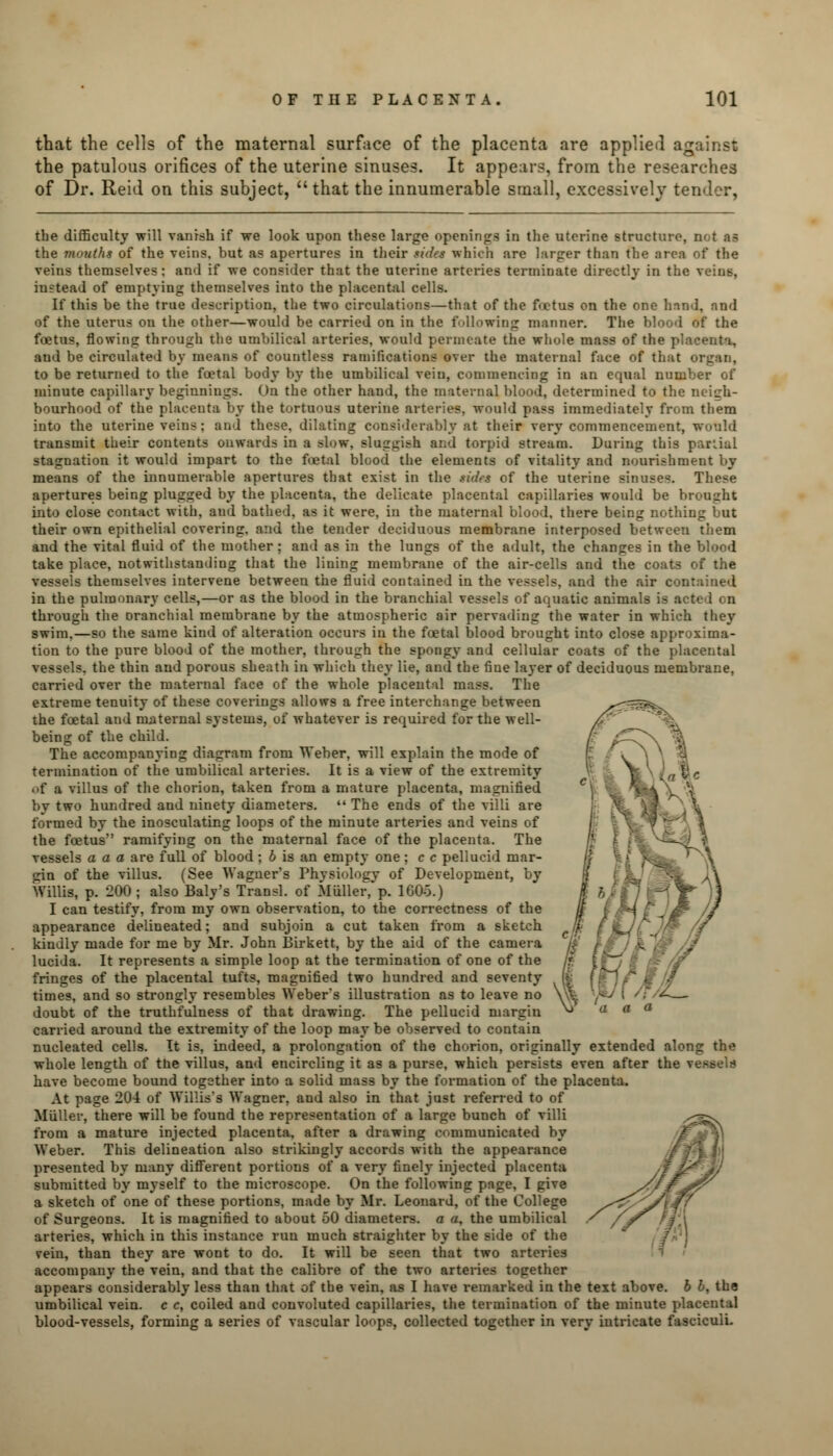 that the cells of the maternal surface of the placenta are applied against the patulous orifices of the uterine sinuses. It appears, from the researches of Dr. Reid on this subject, that the innumerable small, excessively tender, the difficulty will vanish if we look upon these large openings in the uterine structure, at t u the months of the veins, but as apertures in their ride* which are larger than the area of the veins themselves: and if we consider that the uterine arteries terminate directly in the veins, instead of emptying themselves into the placental cells. If this be the true description, the two circulations—that of the foetus on the one hand, and of the uterus on the other—would be carried on in the following manner. The blood of the foetus, flowing through the umbilical arteries, would permeate the whole mass of the placenta, and be circulated by means of countless ramifications over the maternal face of that organ, to be returned to the foetal body by the umbilical vein, commencing in an equal number of minute capillary beginnings. On the other hand, the maternal blood, determined to the neigh- bourhood of the placenta by the tortuous uterine arteries, would pass immediately from them into the uterine veins; and these, dilating considerably at their very commencement, would transmit their contents onwards in a slow, Blaggish and torpid stream. During this partial stagnation it would impart to the foetal blood the elements of vitality and nourishment by means of the innumerable apertures that exist in the ride* of the uterine sinuses. These apertures being plugged by the placenta, the delicate placental capillaries would be brought into close contact with, and bathed, as it were, in the maternal blood, there being nothing bat their own epithelial covering, and the tender deciduous membrane interposed between them and the vital fluid of the mother ; and as in the lungs of the adult, the changes in the blood take place, notwithstanding that the lining membrane of the air-cells and the coats of the vessels themselves intervene between the fluid contained in the vessels, and the air contained in the pulmonary cells,—or as the blood in the branchial vessels of aquatic animals is a through the oranchial membrane by the atmospheric air pervading the water in which they swim.—so the same kind of alteration occurs in the foetal blood brought into close approxima- tion to the pure blood of the mother, through the spongy and cellular coats of the placental vessels, the thin and porous sheath in which they lie, and the fine layer of deciduous membrane, carried over the maternal face of the whole placental mass. The extreme tenuity of these coverings allows a free interchange between the foetal and maternal systems, of whatever is required for the well- being of the child. The accompanying diagram from Weber, will explain the mode of termination of the umbilical arteries. It is a view of the extremity «>f a villus of the chorion, taken from a mature placenta, magnified by two hundred and ninety diameters.  The ends of the villi are formed by the inosculating loops of the minute arteries and veins of the foetus ramifying on the maternal face of the placenta. The vessels a a a are full of blood; 6 is an empty one; c c pellucid mar- gin of the villus. (See Wagner's Physiology of Development, by Willis, p. 200; also Baly's Transl. of 5liiller, p. 1605.) I can testify, from my own observation, to the correctness of the appearance delineated; and subjoin a cut taken from a sketch kindly made for me by Mr. John Birkett, by the aid of the camera lucida. It represents a simple loop at the termination of one of the fringes of the placental tufts, magnified two hundred and seventy times, and so strongly resembles Weber's illustration as to leave no doubt of the truthfulness of that drawing. The pellucid margin carried around the extremity of the loop may be observed to contain nucleated cells. It is, indeed, a prolongation of the chorion, originally extended along the whole length of the villus, and encircling it as a purse, which persists even after the \ have become bound together into a solid mass by the formation of the placenta. At page 204 of Willis's Wagner, and also in that just referred to of Mailer, there will be found the representation of a large bunch of villi from a mature injected placenta, after a drawing communicated by Weber. This delineation also strikingly accords with the appearance presented by many different portions of a very finely injected placenta submitted by myself to the microscope. On the following page, I give a sketch of one of these portions, made by Mr. Leonard, of the College of Surgeons. It is magnified to about 50 diameters, a a, the umbilical arteries, which in this instance run much straighter by the side of the vein, than they are wont to do. It will be seen that two arteries accompany the vein, and that the calibre of the two arteries together appears considerably less than that of the vein, as I have remarked in the text above, b b, tha umbilical vein, c c, coiled and convoluted capillaries, the termination of the minute placental blood-vessels, forming a series of vascular loops, collected together in very intricate fasciculi.