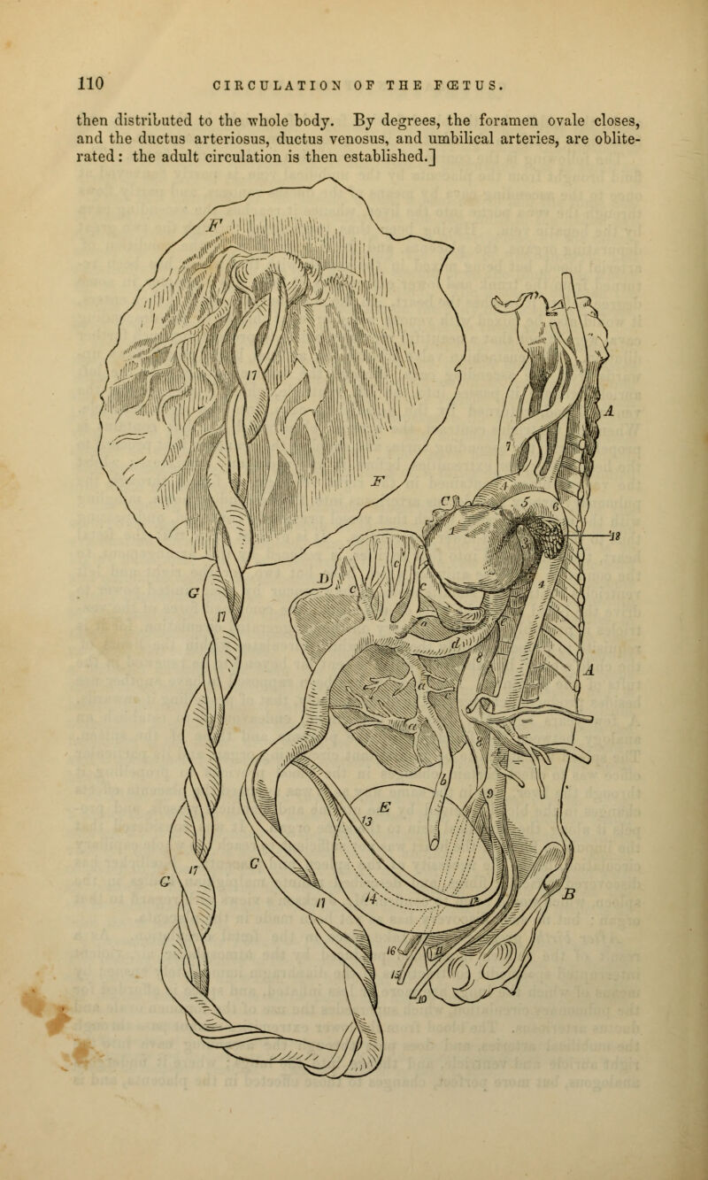 then distributed to the -whole body. By degrees, the foramen ovale closes, and the ductus arteriosus, ductus venosus, and umbilical arteries, are oblite- rated : the adult circulation is then established.]