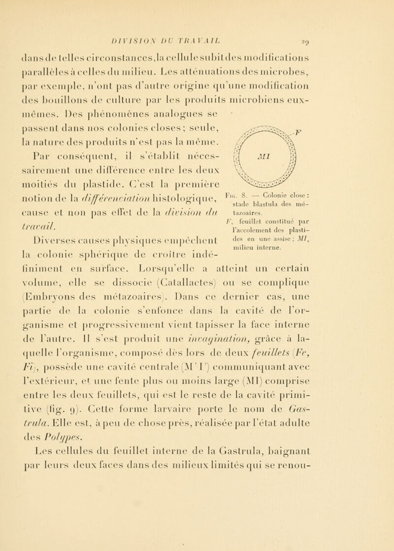 stade blastula des mé- tazoaires. F, feuillet constilué par l'accolement des plasti- des en une assise ; MI, milieu interne. Dl | ISIO \ DU TRA VA IL 2<j dans de telles circonstances,la cellule subit des modifications parallèles à celles du milieu. Les atténuations des microbes, par exemple, n'ont pas d'autre origine qu'une modification des bouillons de culture par les produits microbiens eux- mêmes. Des phénomènes analogues se passenl dans nos colonies closes ; seule, la nature des produits n'est pas la même. Par conséquent, il s'établit néces- sairement une différence entre les deux moitiés clu plastide. (Test la première notion de la différenciation histologique, cause et non pas effet de la division du travail. Diverses causes physiques empêchent la colonie sphérique de croître indé- finiment en surlace. Lorsqu'elle a atteint un certain volume, elle se dissocie (Catallactes) ou se complique Embryons des métazoaires). Dans ce dernier cas, une partie de la colonie s'enfonce dans la cavité de l'or- ganisme et progressivement vient tapisser la face interne de l'autre. Il s'est produit une invagination, grâce à la- quelle l'organisme, composé dès lors de deux feuillet* Fr, Fi), possède une cavité centrale (M'I') communiquant avec l'extérieur, et une l'ente plus ou moins large (MI) comprise entre les deux feuillets, qui est le reste de la cavité primi- tive (fig. u). Cette forme larvaire porte le nom de Gas- trula. Elle est, à peu de chose près, réalisée par l'état adulte des Polypes. Les cellules du feuillet interne de la Gastrula, baignant par leurs deux faces dans des milieux limités qui se renou-