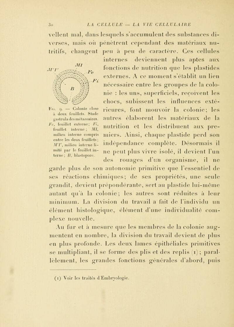 MI voilent mal, dans lesquels s'accumulent des substances di- verses, mais où pénètrent cependant des matériaux nu- tritifs, changent peu à peu de caractère. Ces cellules internes deviennent plus aptes aux fonctions de nutrition (pie les plastides externes. A ce moment s'établit un lien nécessaire entre les groupes de la colo- nie : les uns, superficiels, reçoivent les chocs, subissent les influences exté- FlG- 9-— Colonie dose heures, font mouvoir la colonie; les ;\ deux feuillets. Stade gustruia des métazoaires, autres élaborent les matériaux de la Fe, feuillet externe; Fi, . •■• .1 1 * *1 t ; ... . ' nutrition et les distribuent aux pre- leuillet interne ; .17/, 1 milieu interne compris miers. Ainsi, chaque plastide perd son entre les deux feuillets ' .1/7', milieu interne li- indépendance complète. Désormais il mité par le feuillet in- ne peut plus vivre isolé, il devient l'un lerne ; B, blastopore. des rouages d'un organisme, il ne garde plus de son autonomie primitive que l'essentiel de ses réactions chimiques; de ses propriétés, une seule grandit, devient prépondérante, sert au plastide lui-même autant qu'à la colonie; les autres sont réduites à leur minimum. La division du travail a fait de l'individu un élément histologique, élément d'une individualité com- plexe nouvelle. Au fur et à mesure que les membres de la colonie aug- mentent en nombre, la division du travail devient de plus en plus profonde. Les deux lames épithéliales primitives se multipliant, il se forme des plis et des replis (i) ; paral- lèlement, les grandes fonctions générales d'abord, puis (1) Voir les traites d'Embryologie.