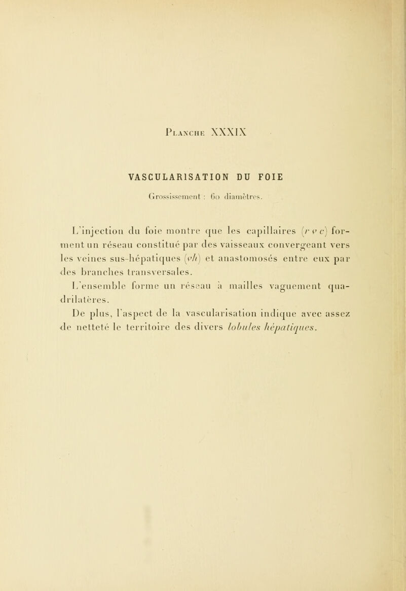 VASCULAR1SATI0N DU FOIE Grossissement : Go diamètres. L'injection du foie montre que les capillaires ir v c) for- ment un réseau constitué par des vaisseaux convergeant vers les veines sus-hépatiques (c/i) et anastomosés entre eux par des branches transversales. L'ensemble forme un réseau a mailles vaguement qua- drilatères. De plus, l'aspect de la vascularisation indique avec assez de netteté le territoire des divers lobules hépatiques.