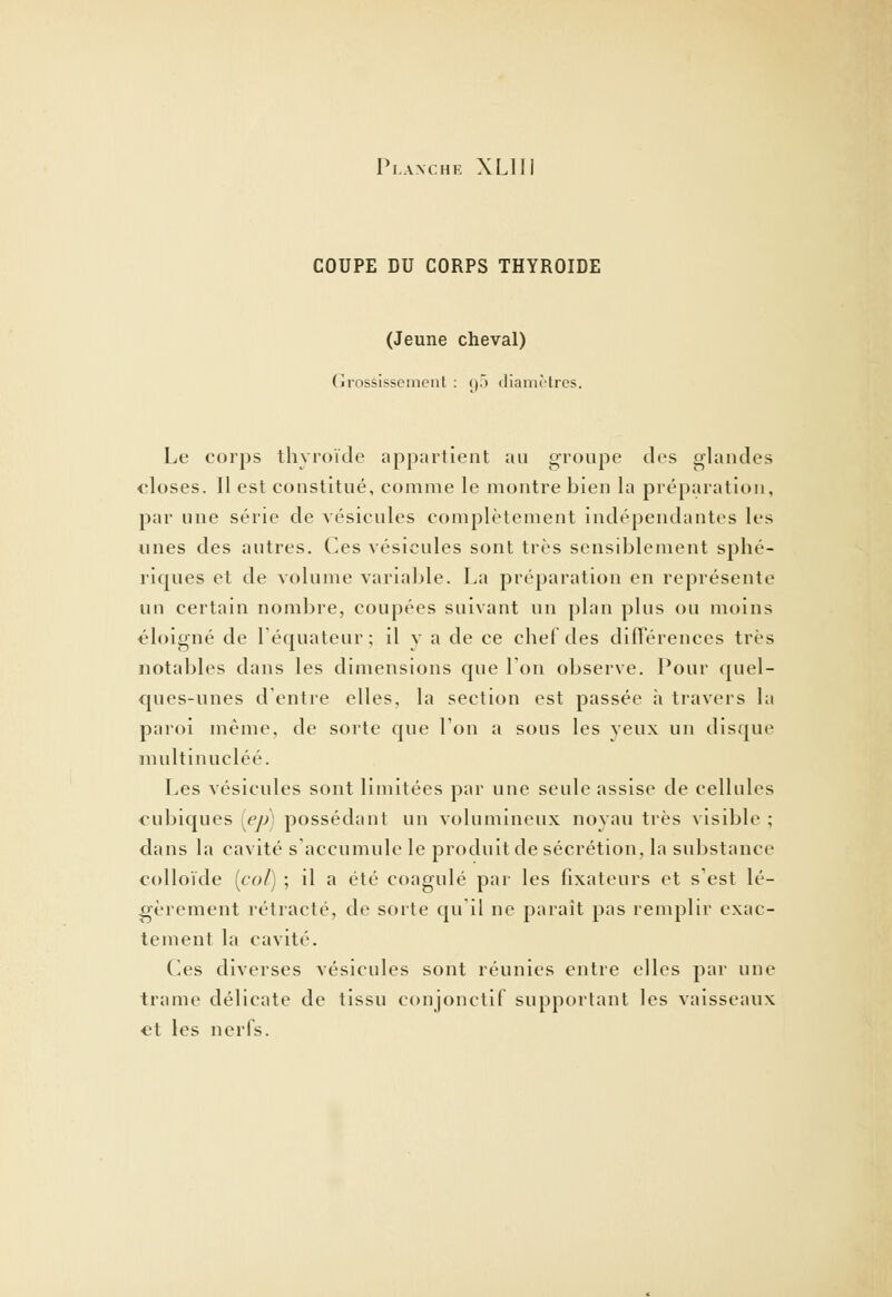 COUPE DU CORPS THYROÏDE (Jeune cheval) Grossissement : g5 diamètres. Le corps thyroïde appartient au groupe des glandes closes. Il est constitué, comme le montre bien la préparation, par une série de vésicules complètement indépendantes les unes des autres. Ces vésicules sont très sensiblement sphé- riques et de volume variable. La préparation en représente un certain nombre, coupées suivant un plan plus ou moins éloigné de l'équateur ; il v a de ce chef des différences très notables dans les dimensions que Ion observe. Pour quel- ques-unes d'entre elles, la section est passée à travers la paroi même, de sorte que l'on a sous les veux un disque multinucléé. Les vésicules sont limitées par une seule assise de cellules cubiques (ep) possédant un volumineux noyau très visible ; dans la cavité s'accumule le produit de sécrétion, la substance colloïde (col) ; il a été coagulé par les fixateurs et s'est lé- gèrement rétracté, de sorte qu'il ne paraît pas remplir exac- tement la cavité. Ces diverses vésicules sont réunies entre elles par une trame délicate de tissu conjonctif supportant les vaisseaux et les nerfs.