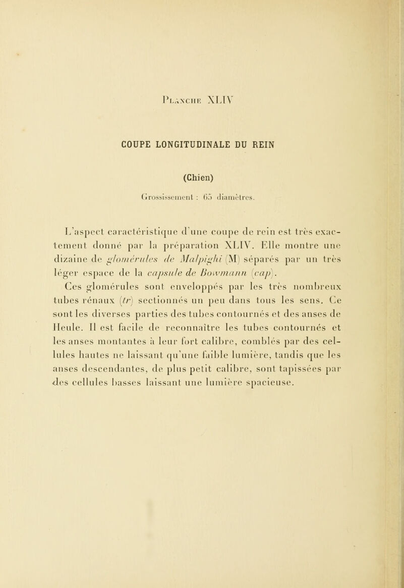 COUPE LONGITUDINALE DU REIN (Chien) Grossissement : 65 diamètres. L'aspect caractéristique dune coupe de rein est très exac- tement donné par la préparation XLIV. Elle montre une dizaine de glomérules de Malpighi (M) séparés par un très léger espace de la capsule de Bowmann [cap). Ces olomérules sont enveloppés par les très nombreux tubes rénaux (tr) sectionnés un peu dans tous les sens. Ce sont les diverses parties des tubes contournés et des anses de Ileule. Il est facile de reconnaître les tubes contournés et les anses montantes à leur fort calibre, comblés par des cel- lules hautes ne laissant qu'une faible lumière, tandis que les anses descendantes, de plus petit calibre, sont tapissées par •des cellules basses laissant une lumière spacieuse.