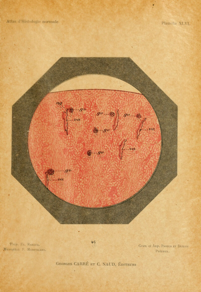 irmnle XI.VI. ^ *G Grav. et Imp. Prieur et ! Puteaux.