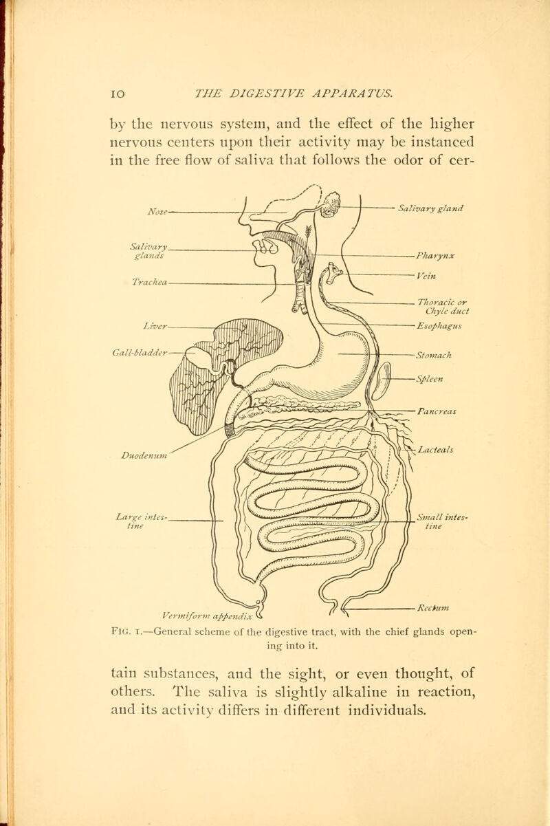 by the nervous system, and the effect of the higher nervous centers upon their activity may be instanced in the free flow of saliva that follows the odor of cer- Salivary glands Duodenum Large intes tine Salivary gland — Thoracic or Chyle duct — Esophagus Small intes- tine Rectum Vermiform appendix' Fig. i.—General scheme of the digestive tract, with the chief glands open- ing into it. tain substances, and the sight, or even thought, of others. The saliva is slightly alkaline in reaction, and its activity differs in different individuals.