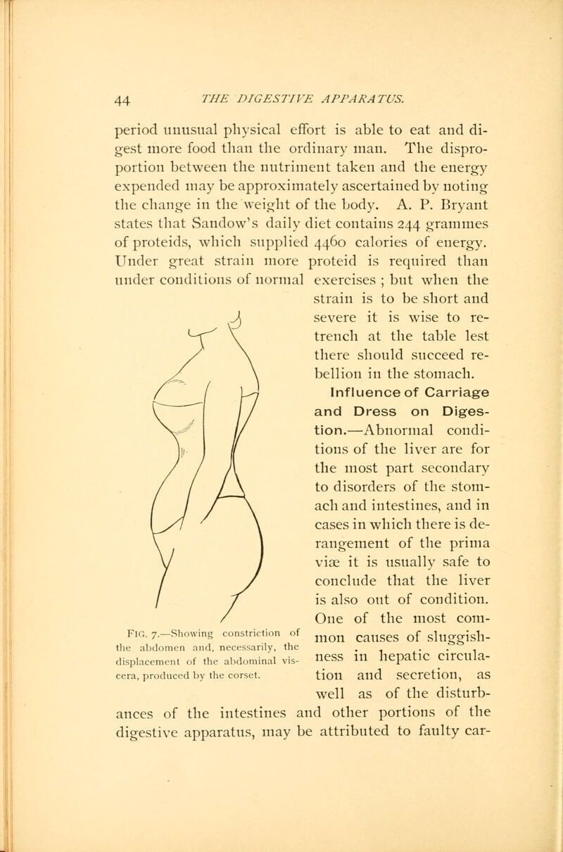 period unusual physical effort is able to eat and di- gest more food than the ordinary man. The dispro- portion between the nutriment taken and the energy expended may be approximately ascertained by noting the change in the weight of the body. A. P. Bryant states that Sandow's daily diet contains 244 grammes of proteids, which supplied 4460 calories of energy. Under great strain more proteid is required than under conditions of normal exercises ; but when the strain is to be short and severe it is wise to re- trench at the table lest there should succeed re- bellion in the stomach. Influence of Carriage and Dress on Diges- tion.—Abnormal condi- tions of the liver are for the most part secondary to disorders of the stom- ach and intestines, and in cases in which there is de- rangement of the prima viae it is usually safe to conclude that the liver is also out of condition. One of the most com- mon causes of sluggish- ness in hepatic circula- tion and secretion, as well as of the disturb- ances of the intestines and other portions of the digestive apparatus, may be attributed to faulty car- FlG. 7.—Showing constriction of the abdomen and, necessarily, the displacement of the abdominal vis- cera, produced by the corset.