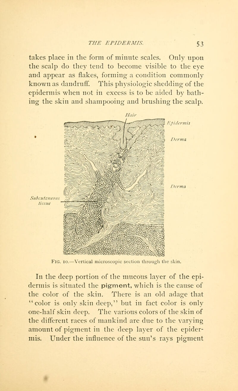 takes place in the form of minute scales. Only upon the scalp do they tend to become visible to the eye and appear as flakes, forming a condition commonly known as dandruff. This physiologic shedding of the epidermis when not in excess is to be aided by bath- ing the skin and shampooing and brushing the scalp. (^H Epidermis Subcutaneous tissue Fig. io.—Vertical microscopic section through the skin. In the deep portion of the mucous layer of the epi- dermis is situated the pigment, which is the cause of the color of the skin. There is an old adage that color is only skin deep, but in fact color is only one-half skin deep. The various colors of the skin of the different races of mankind are due to the varying amount of pigment in the deep layer of the epider- mis. Under the influence of the sun's rays pigment
