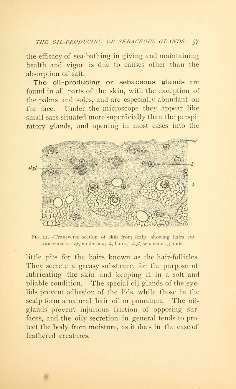 THE OIL-PRODUCING OR SEBACEOUS GLANDS. S7 the efficacy of sea-bathing in giving and maintaining health and vigor is due to causes other than the absorption of salt. The oil-producing or sebaceous glands are found in all parts of the skin, with the exception of the palms and soles, and are especially abundant on the face. Under the microscope they appear like small sacs situated more superficially than the perspi- ratory glands, and opening in most cases into the -v shgl A iO^Wh w ^^w^- Fig. 12.—Transverse section of skin from scalp, showing hairs cut transversely : ep, epidermis ; k, hairs ; sbgl, sebaceous glands. little pits for the hairs known as the hair-follicles. They secrete a greasy substance, for the purpose of lubricating the skin and keeping it in a soft and pliable condition. The special oil-glands of the eye- lids prevent adhesion of the lids, while those in the scalp form a natural hair oil or pomatum. The oil- glands prevent injurious friction of opposing sur- faces, and the oily secretion in general tends to pro- tect the body from moisture, as it does in the case of feathered creatures.