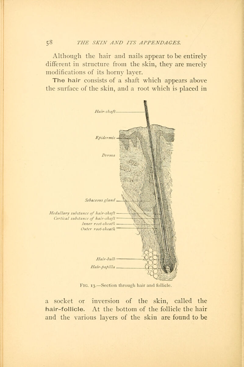 Although the hair and nails appear to be entirely different in structure from the skin, they are merely modifications of its horny layer. The hair consists of a shaft which appears above the surface of the skin, and a root which is placed in Hair-shaft Epidermis Sebaceous gland — Medullary substance of hair-shaft Cortical substance of hair-shaft Inner root-sheath Outer root-sheath Hair-bulb Hair-papilla FlG. 13.—Section through hair and follicle. a socket or inversion of the skin, called the hair-follicle. At the bottom of the follicle the hair and the various layers of the skin are found to be