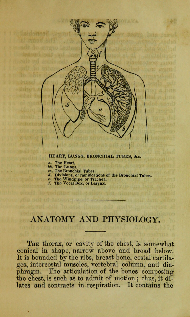 HEART, LUNGS, BRONCHIAL TUBES, &c. a. Tho Heart. bb. The Lungs. cc. The Bronchial Tubes. d. Divisions, or ramifications of the Bronchial Tubes. e. The Windpipe, or Trachea. /. The Vocal Box, or Larynx. ANATOMY AND PHYSIOLOGY. The thorax, or cavity of the chest, is somewhat conical in shape, narrow above and broad below. It is bounded by the ribs, breast-bone, costal cartila- ges, intercostal muscles, vertebral column, and dia- phragm. The articulation of the bones composing the chest, is such as to admit of motion; thus, it di- lates and contracts in respiration. It contains the