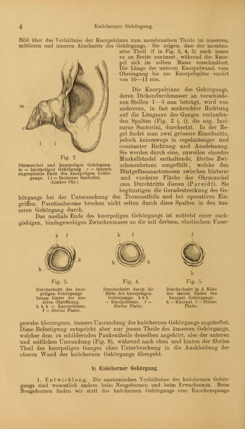 Knöcherner Gehörgang. Bild über das Verhältniss der Knorpelrinne zum membranösen Theile im äusseren, mittleren und inneren Abschnitte des Gehörgangs. Sie zeigen, dass der membra- nöse Theil (f in Fig. 3, 4, 5) nach innen zu an Breite zunimmt, während der Knor- pel sich im selben Masse verschmälert. Die Länge der unteren Knorpelwand, vom Ohreingang bis zur Knorpelspitze variirt von 10—11 mm. Die Knorpelrinne des Gehörgangs, deren Dickendurchmesser an verschiede- nen Stellen 1—3 mm beträgt, wird von mehreren, in fast senkrechter Richtung auf die Längsaxe des Ganges verlaufen- den Spalten (Fig. 2 i, i), die sog. Inci- surae Santorini, durchsetzt. In der Ke- gel findet man zwei grössere Einschnitte, jedoch keineswegs in regelmässiger und constanter Richtung und Ausdehnung. Sie werden durch eine, zuweilen einzelne Muskelbündel enthaltende, fibröse Zwi- schensubstanz ausgefüllt, welche den Blut^efässanastomosen zwischen hinterer und vorderer Fläche der Ohrmuschel zum Durchtritte dienen (Pareidt). Sie beorünstigen die Geradestreckuno- des Ge- hörgangs bei der Untersuchung des Trommelfells und bei operativen Ein- griffen. Parotisabscesse brechen nicht selten durch diese Spalten in den äus- seren Gehörgang durch. Das mediale Ende des knorpeligen Gehörgangs ist mittelst einer nach- giebigen, bindegewebigen Zwischenmasse an die mit derbem, elastischem Faser- Fig. 2. Ohrmuschel und knorpeliger Gehörgang, m = knorpeliger Gehörgang, c = inneres zugespitztes Ende des knorpeligen Gehör- gangs, i i = Incisurae Santorini. (Linkes Ohr.) f Fig. 3. Durchschnitt des knor- peligen Gehörgangs knapp hinter der äus- serem Ohröffhung. k k k = Knorpelrinne, f = fibröse Platte. Fig. 4. Durchschnitt durch die Mitte des knorpeligen Gehörgangs, k k k = Knorpelrinne, f = fibröse Platte. k Fig. 5. Durchschnitt in d. Nähe des innern Endes des knorpel. Gehörgangs k = Knorpel, f — fibröse Platte. gewebe überzogene, äussere Umrandung des knöchernen Gehörgangs angeheftet. Diese Befestigung entspricht aber nur jenem Theile des äusseren Gehörgangs, welcher dem zu schildernden Paukentheile desselben angehört, also der unteren und seitlichen Umrandung (Fig. 8), während nach oben und hinten der fibröse Theil des knorpeligen Ganges ohne Unterbrechung in die Auskleidung der oberen Wand des knöchernen Gehörgangs übergeht. b) Knöcherner Gehörgang. 1. Entwicklung. Die anatomischen Verhältnisse des knöchernen Gehör- gangs sind wesentlich andere beim Neugebornen und beim Erwachsenen. Beim Neugebornen finden wir statt des knöchernen Gehörgangs eine Knochenspange