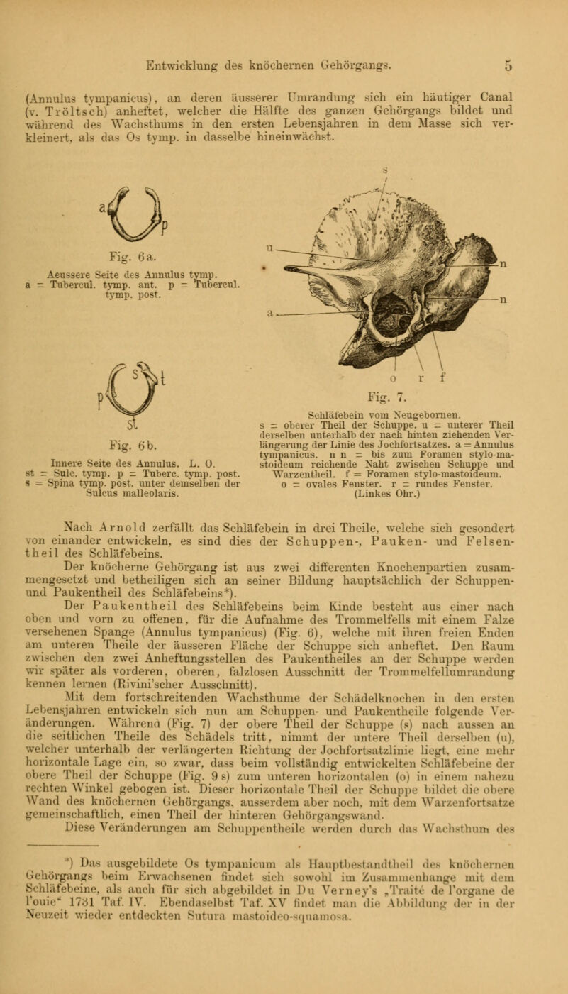 (Annulus tympanicus), an deren äusserer Umrandung sich ein häutiger Canal Tröltsch) anheftet, welcher die Hälfte des ganzen Gehörgangs bildet und während des Wachsthums in den ersten Lebensjahren in dem Masse sich ver- kleinert, als das Os tymp. in dasselbe hineinwächst. Fig. 6 a. Aeussere Seite des Annulus tymp. a - Tubercul. tymp. ant. p = Tubercul. tymp. post. Fig. 6 b. Innere Seite des Annulus. L. 0. st - Sulc. tymp. p - Tuberc. tymp. post. s = Spina tymp. post. unter demselben der Sulcus malleolaris. Fig. 7. Schläfebein vom Xeugebomen. s = oberer Theil der Schuppe, u - unterer Theil derselben unterhalb der nach hinten ziehenden Ver- längerung der Linie des Jochfortsatzes, a = Annulus tympanicus. n n = bis zum Foramen stylo-ma- stoideum reichende Naht zwischen Schuppe und Warzentheil. f = Foramen stylo-mastoideum. o - ovales Fenster, r = rundes Fenster. (Linkes Ohr.) Nach Arnold zerfällt das Schläfebein in drei Theile, welche sich gesondert von einander entwickeln, es sind dies der Schuppen-, Pauken- und Fels en- theil des Schläfebeins. Der knöcherne Gehörgang ist aus zwei differenten Knochenpartien zusam- mengesetzt und betheiligen sich an seiner Bildung hauptsächlich der Schuppen- und Paukentheil des Schläfebeins*). Der Paukentheil des Schläfebeins beim Kinde besteht aus einer nach oben und vorn zu offenen, für die Aufnahme des Trommelfells mit einem Falze versehenen Spange (Annulus tympanicus) (Fig. 6), welche mit ihren freien Enden am unteren Theile der äusseren Fläche der Schuppe sich anheftet. Den Raum /.wischen den zwei Anheftungsstellen des Paukentheiles an der Schuppe werden wir später als vorderen, oberen, falzlosen Ausschnitt der Tromroelfellumrandung kennen lernen (Rivini'scher Ausschnitt). Mit dem fortschreitenden Wachsthume der Schädelknochen in den ersten Lebensjahren entwickeln sich nun am Schuppen- und Paokentheile folgende Ver- änderungen. Während (Fig. 7) der obere Theil der Schuppe (s) nach aussen an die seitlichen Theile des Schädels tritt, nimmt der untere Thei] derselben (u), welcher unterhalb der verlängerten Richtung der Jochfortsatzlinie liegt, eine mehr horizontale Lage ein, so zwar, dass beim vollständig entwickelten Schläfebeine der obere Theil der Schuppe (Fig. 9s) zum unteren horizontalen (o) in einem nahezu rechten Winkel gebogen ist. Dieser horizontale Thei] der Schuppe bildet die obere Wand des knöchernen Gehörgangs, ausserdem aber noch, mit dem Warzenfbrtsatze Leinschaftlich, einen Theil der hinteren Gehörgangswand. Diese Veränderungen am Schuppentheile werden durch das Wachsthum des *) Du- ausgebildete <>s bympanicum als Hauptbestandthei] <\<^ knöchernen Gehörgangs heim Erwachsenen finde! rieh -«»wohl im Zusammenhange mit dem Schläfebeine, als auch U'w sich abgebildet in Du Verney's »Traite* de l'organe de rouie' 1731 Taf. IV. Ebendaselbst Tat. XV findet man die Abbildung der in der Neuzeit wieder entdeckten Sutura mastoideo-squamosa.
