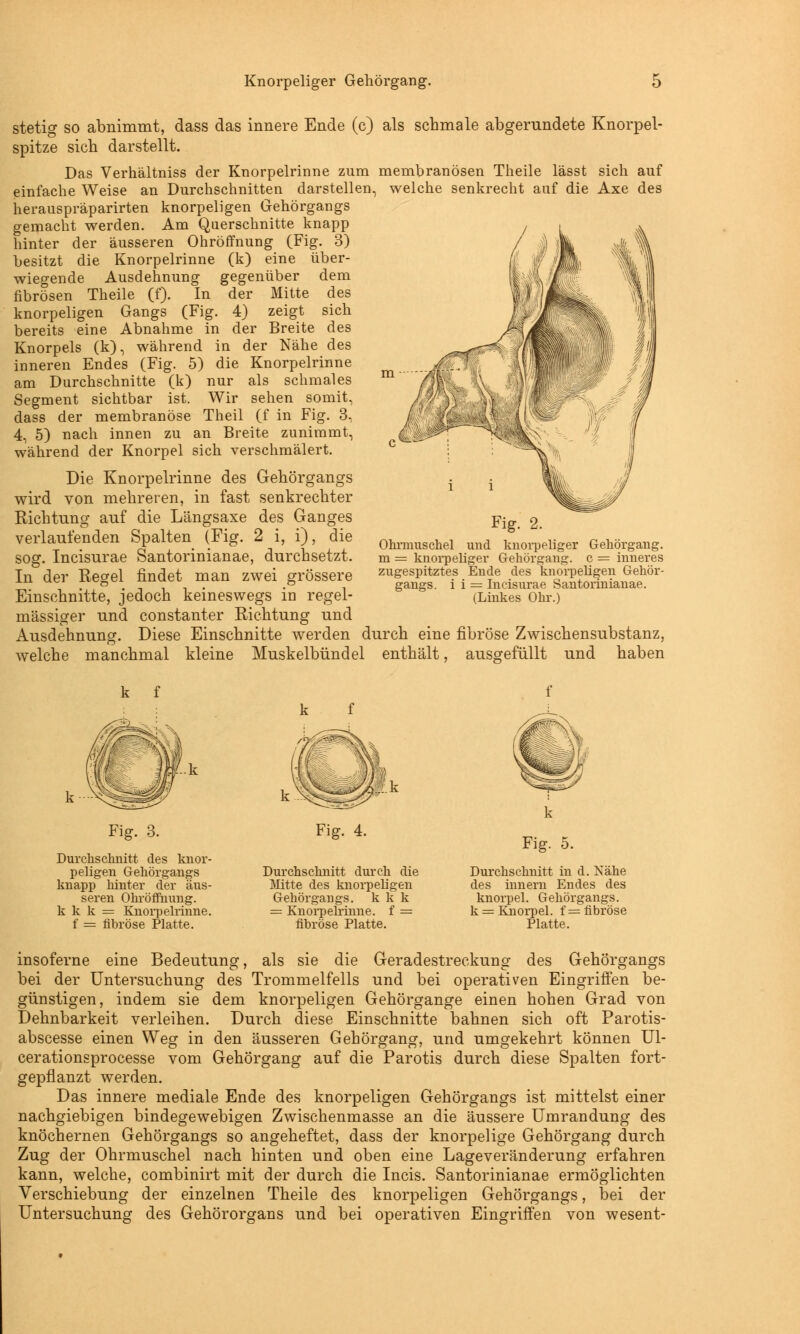 Knorpeliger Gehörgang. stetig so abnimmt, dass das innere Ende (c) als schmale abgerundete Knorpel- spitze sich darstellt. Das Verhältniss der Knorpelrinne zum membranösen Theile lässt sich auf einfache Weise an Durchschnitten darstellen, welche senkrecht auf die Axe des herauspräparirten knorpeligen Gehörgangs gemacht werden. Am Querschnitte knapp hinter der äusseren Ohröffnung (Fig. 3) besitzt die Knorpelrinne (k) eine über- wiegende Ausdehnung gegenüber dem fibrösen Theile (f). In der Mitte des knorpeligen Gangs (Fig. 4) zeigt sich bereits eine Abnahme in der Breite des Knorpels (k), während in der Nähe des inneren Endes (Fig. 5) die Knorpelrinne am Durchschnitte (k) nur als schmales Segment sichtbar ist. Wir sehen somit, dass der membranöse Theil (f in Fig. 3, 4, 5) nach innen zu an Breite zunimmt, während der Knorpel sich verschmälert. Die Knorpelrinne des Gehörgangs wird von mehreren, in fast senkrechter Richtung auf die Längsaxe des Ganges verlaufenden Spalten (Fig. 2 i, i), die sog. Incisurae Santorinianae, durchsetzt. In der Regel findet man zwei grössere Einschnitte, jedoch keineswegs in regel- mässiger und constanter Richtung und Ausdehnung. Diese Einschnitte werden durch eine fibröse Zwischensubstanz, welche manchmal kleine Muskelbündel enthält, ausgefüllt und haben Fig. 2. Ohrmuschel und knorpeliger Gehörgang, m = knorpeliger Gehörgang, c = inneres zugespitztes Ende des knorpeligen Gehör- gangs, i i = Incisurae Santorinianae. (Linkes Ohr.) k f Fig. 3. Durchschnitt des knor- peligen Gehörgangs knapp hinter der äus- seren Ohröffhung. k k k = Knorpelrinne. f = fibröse Platte. Durchschnitt durch die Mitte des knorpeligen Gehörgangs, k k k = Knorpelrinne, f = fibröse Platte. Fig. 5. Durchschnitt in d. Nähe des innern Endes des knorpel. Gehörgangs. k = Knorpel, f = fibröse Platte. insoferne eine Bedeutung, als sie die Geradestreckung des Gehörgangs bei der Untersuchung des Trommelfells und bei operativen Eingriffen be- günstigen, indem sie dem knorpeligen Gehörgange einen hohen Grad von Dehnbarkeit verleihen. Durch diese Einschnitte bahnen sich oft Parotis- abscesse einen Weg in den äusseren Gehörgang, und umgekehrt können Ul- cerationsprocesse vom Gehörgang auf die Parotis durch diese Spalten fort- gepflanzt werden. Das innere mediale Ende des knorpeligen Gehörgangs ist mittelst einer nachgiebigen bindegewebigen Zwischenmasse an die äussere Umrandung des knöchernen Gehörgangs so angeheftet, dass der knorpelige Gehörgang durch Zug der Ohrmuschel nach hinten und oben eine Lageveränderung erfahren kann, welche, combinirt mit der durch die Incis. Santorinianae ermöglichten Verschiebung der einzelnen Theile des knorpeligen Gehörgangs, bei der Untersuchung des Gehörorgans und bei operativen Eingriffen von wesent-