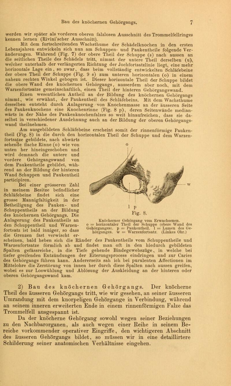 werden wir später als vorderen oberen falzlosen Ausschnitt des Trommelfellringes kennen lernen (Rivini'scher Ausschnitt). Mit dem fortschreitenden Wachsthume der Schädelknochen in den ersten Lebensjahren entwickeln sich nun am Schuppen- und Paukentheile folgende Ver- änderungen. Während (Fig. 7) der obere Theil der Schuppe (s) nach aussen an die seitlichen Theile des Schädels tritt, nimmt der untere Theil derselben (u), welcher unterhalb der verlängerten Richtung der Jochfortsatzlinie liegt, eine mehr horizontale Lage ein, so zwar, dass beim vollständig entwickelten Schläfebeine der obere Theil der Schuppe (Fig. 9 s) zum unteren horizontalen (o) in einem nahezu rechten Winkel gebogen ist. Dieser horizontale Theil der Schuppe bildet die obere Wand des knöchernen Gehörgangs, ausserdem aber noch, mit dem Warzenfortsatze gemeinschaftlich, einen Theil der hinteren Gehörgangswand. Einen wesentlichen Antheil an der Bildung des knöchernen Gehörgangs nimmt, wie erwähnt, der Paukentheil des Schläfebeins. Mit dem Wachsthume desselben entsteht durch Anlagerung von Knochenmasse an der äusseren Seite des Paukenknochens eine Knochenrinne (Fig. 8 p), deren Seitenwände median- wärts in der Nähe des Paukenknochenfalzes so weit hinaufreichen, dass sie da- selbst in verschiedener Ausdehnung auch an der Bildung der oberen Gehörgangs- wand theilnehmen. Am ausgebildeten Schläfebeine erscheint somit der rinnenförmige Pauken- theil (Fig. 8) in die durch den horizontalen Theil der Schuppe und dem Warzen- fortsatze gebildete, nach abwärts sehende flache Rinne (o) wie von o unten her hineingeschoben und wird demnach die untere und vordere Gehörgangswand von dem Paukentheile gebildet, wäh- rend an der Bildung der hinteren Wand Schuppen und Paukentheil participiren. Bei einer grösseren Zahl in meinem Besitze befindlicher Schläfebeine findet sich eine grosse Mannigfaltigkeit in der Betheiligung des Pauken- und Schuppentheils an der Bildung des knöchernen Gehörgangs. Die Anlagerung des Paukentheils an den Schuppentheil und Warzen- fortsatz ist bald inniger, so dass die Grenzen fast verwischt er- scheinen, bald heben sich die Ränder des Paukentheils vom Schuppentheile und Warzenfortsatze förmlich ab und findet man oft in den hiedurch gebildeten Spalten gefässreiche, in die Tiefe gehende Bindegewebszüge, in welche bei tiefer greifenden Entzündungen der Eiterungsprocess eindringen und zur Caries des Gehörgangs führen kann. Andererseits sah ich bei purulenten Affectionen im Mittelohre die Zerstörung von innen her durch diese Spalten nach aussen greifen, wobei es zur Loswühlung und Ablösung der Auskleidung an der hinteren oder oberen Gehörgangswand kam. 2) Bau des knöchernen Gehörgangs. Der knöcherne Theil des äusseren Gehörgangs tritt, wie wir gesehen, an seiner äusseren Umrandung mit dem knorpeligen Gehörgange in Verbindung, während an seinem inneren erweiterten Ende in einem rinnenförmigen Falze das Trommelfell ausgespannt ist. Da der knöcherne Gehörgang sowohl wegen seiner Beziehungen zu den Nachbarorganen, als auch wegen einer Reihe in seinem Be- reiche vorkommender operativer Eingriffe, den wichtigeren Abschnitt des äusseren Gehörgangs bildet, so müssen wir in eine detaillirtere Schilderung seiner anatomischen Verhältnisse eingehen. Knöcherner Gehörgang vom Erwachsenen, o = horizontaler Tlieü der Schuppe (obere Wand des Gehörganges), p = Paukentheil. 1 = Lumen des Ge- hörganges, w = Warzenfortsatz. (Linkes Ohr.)