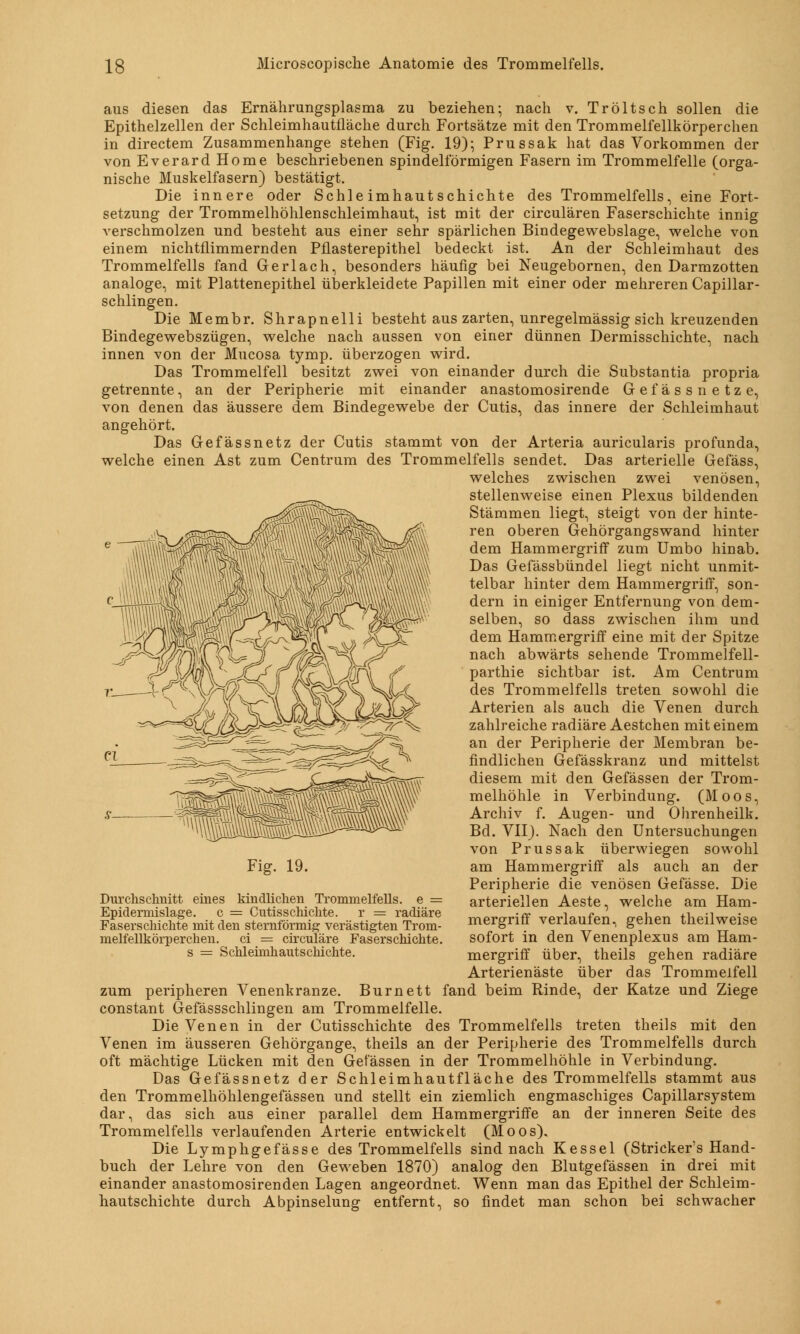 aus diesen das Ernährungsplasma zu beziehen; nach v. Tröltsch sollen die Epithelzellen der Schleimhautfläche durch Fortsätze mit den Trommelfellkörperchen in directem Zusammenhange stehen (Fig. 19); Prussak hat das Vorkommen der von Everard Home beschriebenen spindelförmigen Fasern im Trommelfelle (orga- nische Muskelfasern) bestätigt. Die innere oder Schle imhaut schichte des Trommelfells, eine Fort- setzung der Trommelhöhlenschleimhaut, ist mit der circulären Faserschichte innig verschmolzen und besteht aus einer sehr spärlichen Bindegewebslage, welche von einem nichtflimmernden Pflasterepithel bedeckt ist. An der Schleimhaut des Trommelfells fand Gerlach, besonders häufig bei Neugebornen, den Darmzotten analoge, mit Plattenepithel überkleidete Papillen mit einer oder mehreren Capillar- schlingen. Die Membr. Shrapnelli besteht aus zarten, unregelmässig sich kreuzenden Bindegewebszügen, welche nach aussen von einer dünnen Dermisschichte, nach innen von der Mucosa tymp. überzogen wird. Das Trommelfell besitzt zwei von einander durch die Substantia propria getrennte, an der Peripherie mit einander anastomosirende Gefässnetze, von denen das äussere dem Bindegewebe der Cutis, das innere der Schleimhaut angehört. Das Gefässnetz der Cutis stammt von der Arteria auricularis profunda, welche einen Ast zum Centrum des Trommelfells sendet. Das arterielle Gefäss, welches zwischen zwei venösen, stellenweise einen Plexus bildenden Stämmen liegt, steigt von der hinte- ren oberen Gehörgangswand hinter dem Hammergriff zum Umbo hinab. Das Gefässbündel liegt nicht unmit- telbar hinter dem Hammergriff, son- dern in einiger Entfernung von dem- selben, so dass zwischen ihm und dem Hammergriff eine mit der Spitze nach abwärts sehende Trommelfell- parthie sichtbar ist. Am Centrum des Trommelfells treten sowohl die Arterien als auch die Venen durch zahlreiche radiäre Aestchen mit einem an der Peripherie der Membran be- findlichen Gefässkranz und mittelst diesem mit den Gefässen der Trom- melhöhle in Verbindung. (Moos, Archiv f. Augen- und Ohrenheilk. Bd. VII). Nach den Untersuchungen von Prussak überwiegen sowohl am Hammergriff als auch an der Peripherie die venösen Gefässe. Die arteriellen Aeste, welche am Ham- mergriff verlaufen, gehen theilweise sofort in den Venenplexus am Ham- mergriff über, theils gehen radiäre Arterienäste über das Trommelfell Burnett fand beim Rinde, der Katze und Ziege Fig. 19. Durchschnitt eines kindlichen Trommelfells, e = Epidermislage. c = Cutisschichte. r = radiäre Faserschichte mit den sternförmig verästigten Trom- melfellkörperchen. ci = circuläre Faserschichte. s = Schleimhautschichte. zum peripheren Venenkranze constant Gefässschlingen am Trommelfelle. Die Venen in der Cutisschichte des Trommelfells treten theils mit den Venen im äusseren Gehörgange, theils an der Peripherie des Trommelfells durch oft mächtige Lücken mit den Gefässen in der Trommelhöhle in Verbindung. Das Gefässnetz der Schleimhautfläche des Trommelfells stammt aus den Trommelhöhlengefässen und stellt ein ziemlich engmaschiges Capillarsystem dar, das sich aus einer parallel dem Hammergriffe an der inneren Seite des Trommelfells verlaufenden Arterie entwickelt (Moos), Die Lymphgefasse des Trommelfells sind nach Kessel (Stricker's Hand- buch der Lehre von den Geweben 1870) analog den Blutgefässen in drei mit einander anastomosirenden Lagen angeordnet. Wenn man das Epithel der Schleim- hautschichte durch Abpinselung entfernt, so findet man schon bei schwacher