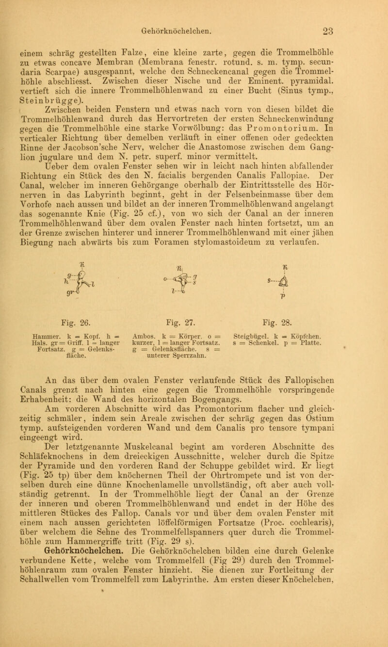 einem schräg gestellten Falze, eine kleine zarte, gegen die Trommelhöhle zu etwas concave Membran (Membrana fenestr. rotund. s. m. tymp. secun- daria Scarpae) ausgespannt, welche den Schneckencanal gegen die Trommel- höhle abschliesst. Zwischen dieser Nische und der Eminent, pyramidal, vertieft sich die innere Trommelhöhlenwand zu einer Bucht (Sinus tymp., Steinbrügge). Zwischen beiden Fenstern und etwas nach vorn von diesen bildet die Trommelhöhlenwand durch das Hervortreten der ersten Schneckenwindung gegen die Trommelhöhle eine starke Vorwölbung: das Promontorium. In verticaler Richtung über demelben verläuft in einer offenen oder gedeckten Rinne der Jacobson'sche Nerv, welcher die Anastomose zwischen dem Gang- lion jugulare und dem N. petr. superf. minor vermittelt. lieber dem ovalen Fenster sehen wir in leicht nach hinten abfallender Richtung ein Stück des den N. facialis bergenden Canalis Fallopiae. Der Canal, welcher im inneren Gehörgange oberhalb der Eintrittsstelle des Hör- nerven in das Labyrinth beginnt, geht in der Felsenbeinmasse über dem Vorhofe nach aussen und bildet an der inneren Trommelhöhlenwand angelangt das sogenannte Knie (Fig. 25 cf.), von wo sich der Canal an der inneren Trommelhöhlenwand über dem ovalen Fenster nach hinten fortsetzt, um an der Grenze zwischen hinterer und innerer Trommelhöhlenwand mit einer jähen Biegung nach abwärts bis zum Foramen stylomastoideum zu verlaufen. giHJ Fig. 26. Fig. 27. Fig. 28. Hammer, k = Kopf, h = Ambos. k = Körper, o = Steigbügel, k = Köpfchen. Hals. gr= Griff. 1 = lauger kurzer, 1 = langer Fortsatz. s = Schenkel, p = Platte. Fortsatz, g = Gelenks- g = Gelenksfläche. s = fläche. unterer Sperrzahn. An das über dem ovalen Fenster verlaufende Stück des Fallopischen Canals grenzt nach hinten eine gegen die Trommelhöhle vorspringende Erhabenheit: die Wand des horizontalen Bogengangs. Am vorderen Abschnitte wird das Promontorium flacher und gleich- zeitig schmäler, indem sein Areale zwischen der schräg gegen das Ostium tymp. aufsteigenden vorderen Wand und dem Canalis pro tensore tympani eingeengt wird. Der letztgenannte Muskelcanal begint am vorderen Abschnitte des Schläfeknochens in dem dreieckigen Ausschnitte, welcher durch die Spitze der Pyramide und den vorderen Rand der Schuppe gebildet wird. Er liegt (Fig. 25 tp) über dem knöchernen Theil der Ohrtrompete und ist von der- selben durch eine dünne Knochenlamelle unvollständig, oft aber auch voll- ständig getrennt. In der Trommelhöhle liegt der Canal an der Grenze der inneren und oberen Trommelhöhlenwand und endet in der Höhe des mittleren Stückes des Fallop. Canals vor und über dem ovalen Fenster mit einem nach aussen gerichteten löffeiförmigen Fortsatze (Proc. cochlearis), über welchem die Sehne des Trommelfellspanners quer durch die Trommel- höhle zum Hammergriffe tritt (Fig. 29 s). Gehörknöchelchen. Die Gehörknöchelchen bilden eine durch Gelenke verbundene Kette, welche vom Trommelfell (Fig 29) durch den Trommel- höhlenraum zum ovalen Fenster hinzieht. Sie dienen zur Fortleitung der Schallwellen vom Trommelfell zum Labyrinthe. Am ersten dieser Knöchelchen,