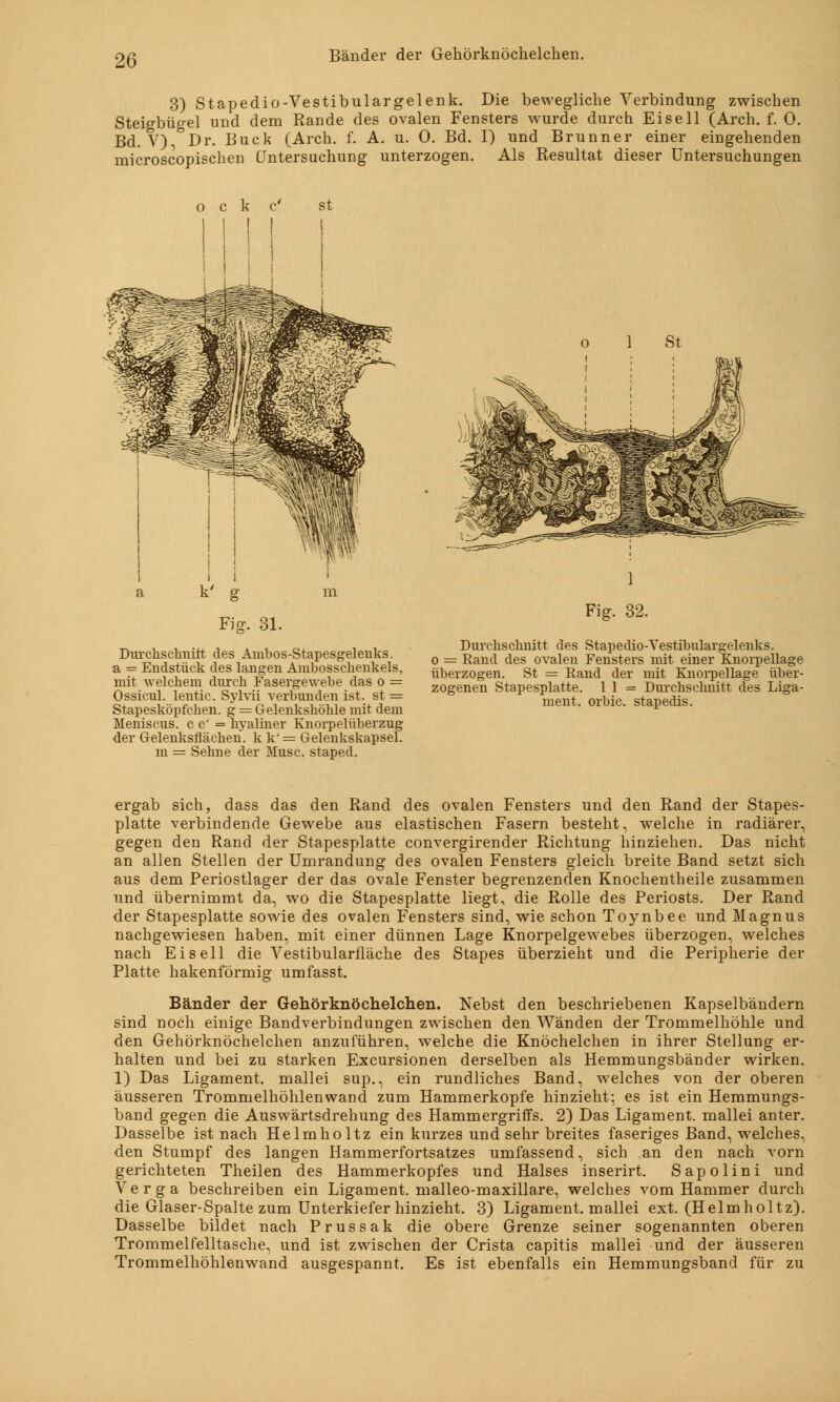 Bänder der Gehörknöchelchen. 3) Stapedio-Vestibulargelenk. Die bewegliche Verbindung zwischen Steigbügel und dem Rande des ovalen Fensters wurde durch Ei seil (Arch. f. 0. Bd. V), Dr. Bück (Arch. f. A. u. 0. Bd. I) und Brunner einer eingehenden microscopischen Untersuchung unterzogen. Als Resultat dieser Untersuchungen Fig. 31. Durchschnitt des Anibos-Stapesgelenks. a = Endstück des langen Ambosschenkels, mit welchem durch Fasergewebe das o = Ossicul. lentic. Sylvii verbunden ist. st = Stapesköpfchen. g = Gelenkshöhle mit dem Meniscus. cc' = hyaliner Knorpelüberzug der Gelenksflächen. kk'= Gelenkskapsel. m = Sehne der Muse, staped. Fig. 32. Durchschnitt des Stapedio-Vestibulargelenks. o = Rand des ovalen Fensters mit einer Knoi-pellage überzogen. St = Rand der mit Knorpellage über- zogenen Stapesplatte. 11 = Durchschnitt des Liga- ment, orbic. stapedis. ergab sich, dass das den Rand des ovalen Fensters und den Rand der Stapes- platte verbindende Gewebe aus elastischen Fasern besteht, welche in radiärer, gegen den Rand der Stapesplatte convergirender Richtung hinziehen. Das nicht an allen Stellen der Umrandung des ovalen Fensters gleich breite Band setzt sich aus dem Periostlager der das ovale Fenster begrenzenden Knochentheile zusammen und übernimmt da, wo die Stapesplatte liegt, die Rolle des Periosts. Der Rand der Stapesplatte sowie des ovalen Fensters sind, wie schon Toynbee und Magnus nachgewiesen haben, mit einer dünnen Lage Knorpelgewebes überzogen, welches nach Ei seil die Vestibularfläche des Stapes überzieht und die Peripherie der Platte hakenförmig umfasst. Bänder der Gehörknöchelchen. Nebst den beschriebenen Kapselbändern sind noch einige Bandverbindungen zwischen den Wänden der Trommelhöhle und den Gehörknöchelchen anzuführen, welche die Knöchelchen in ihrer Stellung er- halten und bei zu starken Excursionen derselben als Hemmungsbänder wirken. 1) Das Ligament, mallei sup., ein rundliches Band, welches von der oberen äusseren Trommelhöhlen wand zum Hammerkopfe hinzieht; es ist ein Hemmungs- band gegen die Auswärtsdrehung des Hammergriffs. 2) Das Ligament, mallei anter. Dasselbe ist nach Helmholtz ein kurzes und sehr breites faseriges Band, welches, den Stumpf des langen Hammerfortsatzes umfassend, sich an den nach vorn gerichteten Theilen des Hammerkopfes und Halses inserirt. Sapolini und Verga beschreiben ein Ligament, malleo-maxillare, welches vom Hammer durch die Glaser-Spalte zum Unterkiefer hinzieht. 3) Ligament, mallei ext. (Helmholtz). Dasselbe bildet nach Prussak die obere Grenze seiner sogenannten oberen Trommelfelltasche, und ist zwischen der Crista capitis mallei und der äusseren Trommelhöhlenwand ausgespannt. Es ist ebenfalls ein Hemmungsband für zu