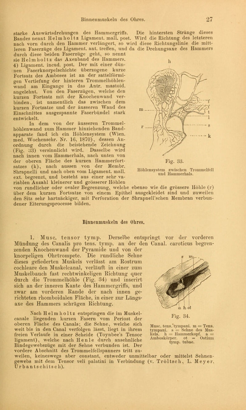 starke Auswärtsdrehungen des Hammergriffs. Die hintersten Stränge dieses Bandes nennt Helmholtz Ligament, mall. post. Wird die Richtung des letzteren nach vorn durch den Hammer verlängert, so wird diese Richtungslinie die mitt- leren Faserzüge des Ligament, ant. treffen, und da die Drehungsaxe des Hammers durch diese beiden Faserzüge geht, so nennt sie Helmholtz das Axenband des Hammers. ^ 4) Ligament, incud. post. Der mit einer dün- nen Faserknorpelschichte überzogene kurze Fortsatz des Amboses ist an der sattelförmi- gen Vertiefung der hinteren Trommelhöhlen- wand am Eingange in das Antr. mastoid. angelehnt. Von den Faserzügen, welche den kurzen Fortsatz mit der Knochenwand ver- binden, ist namentlich das zwischen dem kurzen Fortsatze und der äusseren Wand des Einschnittes ausgespannte Faserbündel stark entwickelt. In dem von der äusseren Trommel- höhlenwand zum Hammer hinziehenden Band- apparate fand ich ein Höhlensystem (Wien, med. Wochenschr. Nr. 16, 1870), dessen An- ordnung durch die beistehende Zeichnung (Fig. 33) versinnlicht wird. Dasselbe wird nach innen vom Hammerhals, nach unten von der oberen Fläche des kurzen Hammerfort- satzes (k), nach aussen von der Membr. Shrapnelli und nach oben vom Ligament, mall, ext. begrenzt, und besteht aus einer sehr va- riablen Anzahl kleinerer und grösserer Höhlen von rundlicher oder ovaler Begrenzung, welche ebenso wie die grössere Höhle (r) über dem kurzen Fortsatze von einem Epithel ausgekleidet sind und zuweilen den Sitz sehr hartnäckiger, mit Perforation der Shrapnell'schen Membran verbun- dener Eiterungsprocesse bilden. Fig. 33. Höhlensysteni zwischen Trommelfell und Hammerhals. Binnenmuskeln des Ohres. 1. Muse, tensor tymp. Derselbe entspringt vor der vorderen Mündung des Canalis pro tens. tymp. an der den Canal. caroticus begren- zenden Knochenwand der Pyramide und von der knorpeligen Ohrtrompete. Die rundliche Sehne dieses gefiederten Muskels verlässt am Rostrum cochleare den Muskelcanal, verläuft in einer zum Muskelbauch fast rechtwinkeligen Richtung quer durch die Trommelhöhle (Fig. 34) und inserirt sich an der inneren Kante des Hammergriffs, und zwar am vorderen Rande der nach innen ge- richteten rhomboidalen Fläche, in einer zur Längs- axe des Hammers schrägen Richtung. Nach Helmholtz entspringen die im Muskel- canale liegenden kurzen Fasern vom Periost der oberen Fläche des Canals; die Sehne, welche sich weit bis in den Canal verfolgen lässt, liegt in ihrem freien Verlaufe in einer Scheide (Toynbee's Tensor ligament), welche nach H e n 1 e durch ansehnliche Bindegewebszüge mit der Sehne verbunden ist. Der vordere Abschnitt des Trommelfellspanners tritt zu- weilen, keineswegs aber constant, entweder unmittelbar oder mittelst Sehnen gewebs mit dem Tensor veli palatini in Verbindung (v. Tröltsch, L. Meyer Urbantschitsch). Muse. tens. tympani. m = Tens. tympani. s = Sehne des Mus- kels, h = Hammerkopf, a = Amboskörper. ot = Ostium tymp. tubae.