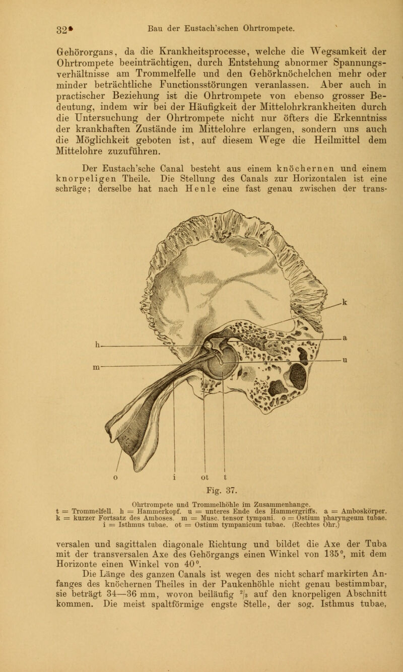 32* Bau der Eustach'schen Ohrtrompete. Gehörorgans, da die Krankheitsprocesse, welche die Wegsamkeit der Ohrtrompete beeinträchtigen, durch Entstehung abnormer Spannungs- verhältnisse am Trommelfelle und den Gehörknöchelchen mehr oder minder beträchtliche Functionsstörungen veranlassen. Aber auch in practischer Beziehung ist die Ohrtrompete von ebenso grosser Be- deutung, indem wir bei der Häufigkeit der Mittelohrkrankheiten durch die Untersuchung der Ohrtrompete nicht nur öfters die Erkenntniss der krankhaften Zustände im Mittelohre erlangen, sondern uns auch die Möglichkeit geboten ist, auf diesem Wege die Heilmittel dem Mittelohre zuzuführen. Der Eustach'sche Canal besteht aus einem knöchernen und einem knorpeligen Theile. Die Stellung des Canals zur Horizontalen ist eine schräge; derselbe hat nach Henle eine fast genau zwischen der trans- Okrtrompete und Trommelhöhle im Zusammenhange. t = Trommelfell, h = Hammerkopf, u = unteres Ende des Hammergriffs, a = Aniboskörper. k = kurzer Fortsatz des Amboses. m = Muse, tensor tympani. o = Ostium pharyngeum tubae. i = Isthmus tubae. ot = Ostium tympanicum tubae. (Rechtes Ohr.) versalen und sagittalen diagonale Eichtung und bildet die Axe der Tuba mit der transversalen Axe des Gehörgangs einen Winkel von 135°, mit dem Horizonte einen Winkel von 40°. Die Länge des ganzen Canals ist wegen des nicht scharf markirten An- fanges des knöchernen Theiles in der Paukenhöhle nicht genau bestimmbar, sie beträgt 34—36 mm, wovon beiläufig 2/3 auf den knorpeligen Abschnitt kommen. Die meist spaltförmige engste Stelle, der sog. Isthmus tubae,
