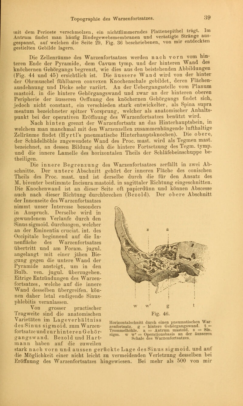 Topographie des Warzenfortsatzes. mit dem Perioste verschmolzen, ein nichtflimmerndes Plattenepithel trägt. Im Antrum findet man häufig Bindegewebsmembranen und verästigte Stränge aus- gespannt, auf welchen die Seite 29, Fig. 36 beschriebenen, von mir entdeckten gestielten Gebilde lagern. Die Zellenräume des Warzenfortsatzes werden nach vorn vom hin- teren Ende der Pyramide, dem Cavum tymp. und der hinteren Wand des knöchernen Gehörgangs begrenzt, wie dies aus den beistehenden Abbildungen (Fig. 44 und 45) ersichtlich ist, Die äussere Wand wird von der hinter der Ohrmuschel fühlbaren convexen Knochenschale gebildet, deren Flächen- ausdehnung und Dicke sehr variirt. An der Uebergangsstelle vom Planum mastoid. in die hintere Gehörgangswand und zwar an der hinteren oberen Peripherie der äusseren Oeffhung des knöchernen Gehörgangs findet sich, jedoch nicht constant, ein verschieden stark entwickelter, als Spina supra meatum bezeichneter spitzer Vorsprung, welcher als anatomischer Anhalts- punkt bei der operativen Eröffnung des Warzenfortsatzes benutzt wird. Nach hinten grenzt der Warzenfortsatz an das Hinterhauptsbein, _ in welchem man manchmal mit den Warzenzellen zusammenhängende lufthaltige Zellräume findet (Hyrtl's pneumatische Hinterhauptsknochen). Die obere, der Schädelhöhle zugewendete Wand des Proc. mast. wird als Tegmen mast. bezeichnet, an dessen Bildung sich die hintere Fortsetzung des Tegm. tymp. und die innere Lamelle des horizontalen Theils der Schläfebeinschuppe be- theiligen. Die innere Begrenzung des Warzenfortsatzes zerfällt in zwei Ab- schnitte. Der untere Abschnitt gehört der inneren Fläche des conischen Theils des Proc. mast. und ist derselbe durch die für den Ansatz des M. biventer bestimmte Incisura mastoid. in sagittaler Richtung eingeschnitten. Die Knochenwand ist an dieser Seite oft papierdünn und können Abscesse auch nach dieser Richtung durchbrechen (Bezold). Der obere Abschnitt der Innenseite des Warzenfortsatzes nimmt unser Interesse besonders in Anspruch. Derselbe wird in gewundenem Verlaufe durch den Sinus sigmoid. durchzogen, welcher an der Eminentia cruciat, int. des Occipitale beginnend auf die In- nenfläche des Warzenfortsatzes übertritt und am Foram. jugul. angelangt mit einer jähen Bie- gung gegen die untere Wand der Pyramide ansteigt, um in den Bulb. ven. jugul. überzugehen. Eitrige Entzündungen des Warzen- fortsatzes, welche auf die innere Wand desselben übergreifen, kön- nen daher letal endigende Sinus- phlebitis veranlassen. Von grosser pr actisch er Tragweite sind die anatomischen Varietäten im Lageverhältniss des Sinus sigmoid. zum Warzen- fortsatzeundzurhinteren Gehör- gangswand. Bezold und Hart- mann haben auf die zuweilen stark nach vorn und aussen gerückte Lage des Sinus sigmoid. und auf die Möglichkeit einer nicht leicht zu vermeidenden Verletzung desselben bei Eröffnung des Warzenfortsatzes hingewiesen. Bei mehr als 500 von mir Horizontalschnitt durch einen pneumatischen War- zenfortsatz, g = hintere Gehörgangswand. t = Trommelhöhle, a = Antrum mastoid. s = Sin. sigm. w w' = Operationsbasis an der äusseren Schale des Warzenfortsatzes.