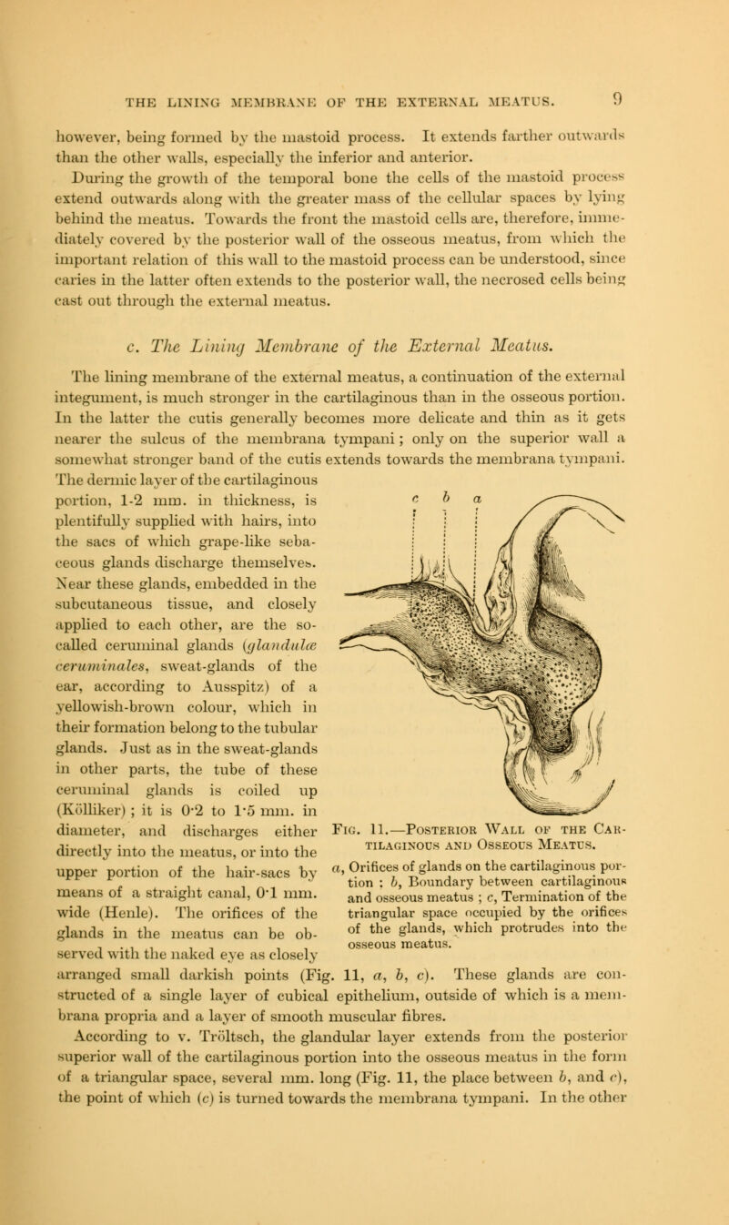 however, being formed by the mastoid process. It extends farther outwards than the other walls, especially the inferior and anterior. During the growth of the temporal bone the cells of the mastoid process extend outwards along with the greater mass of the cellular spaces by lying behind the meatus. Towards the front the mastoid cells are, therefore, imme- diately covered by the posterior wall of the osseous meatus, from which the important relation of this wall to the mastoid process can be understood, since caries in the latter often extends to the posterior wall, the necrosed cells being east out through the external meatus. c. The Lining Membrane of the External Meatus. The lining membrane of the external meatus, a continuation of the external integument, is much stronger in the cartilaginous than in the osseous portion. In the latter the cutis generally becomes more delicate and thin as it gets nearer the sulcus of the membrana tympani; only on the superior wall a somewhat stronger band of the cutis extends towards the membrana tympani. The dermic layer of the cartilaginous portion, 1-2 mm. in thickness, is plentifully supplied with hairs, into the sacs of which grape-like seba- ceous glands discharge themselves. Near these glands, embedded in the subcutaneous tissue, and closely applied to each other, are the so- called cerummal glands {ylanduhc ceruminales, sweat-glands of the ear, according to Ausspitz) of a yellowish-brown colour, which in their formation belong to the tubular glands. Just as in the sweat-glands in other parts, the tube of these ceruminal glands is coiled up (Kolliker) ; it is 0'2 to 1*5 mm. in diameter, and discharges either directly into the meatus, or into the upper portion of the hair-sacs by means of a straight canal, O'l mm. wide (Henle). The orifices of the glands in the meatus can be ob- served with the naked eye as closely arranged small darkish points (Fig. 11, a, b, c). These glands are con- structed of a single layer of cubical epithelium, outside of which is a mem- brana propria and a layer of smooth muscular fibres. According to v. Troltsch, the glandular layer extends from the posterior superior wall of the cartilaginous portion into the osseous meatus in the form of a triangular space, several mm. long (Fig. 11, the place between 6, and e), the point of which (c) is turned towards the membrana tympani. In the other Fig. 11.—Posterior Wall of the Car- tilaginous and Osseous Meatus. a, Orifices of glands on the cartilaginous por- tion : b, Boundary between cartilaginous and osseous meatus ; c, Termination of the triangular space occupied by the orifices of the glands, which protrudes into the osseous meatus.