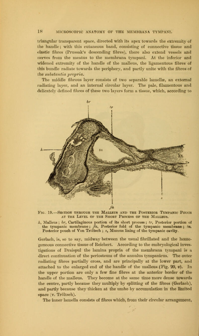 triangular transparent space, directed with its apex towards the extremity of the handle ; with this cutaneous band, consisting of connective tissue and elastic fibres (Prussak's descending fibres), there also extend vessels and nerves from the meatus to the membrana tympani. At the inferior and Widened extremity of the handle of the malleus, the ligamentous fibres of this bundle radiate towards the periphery, and partly unite with the fibres of the substantia propria. The middle fibrous layer consists of two separable lamellae, an external radiating layer, and an internal circular layer. The pale, filamentous and delicately defined fibres of these two layers form a tissue, which, according to Pig. 19.—Section through the Malleus and the Posterior Tympanic Pouch at the Level of the Short Process of the Malleus. /t. Malleus; br, Cartilaginous portion of its short process; tr, Posterior portion of the tympanic membrane; fa, Posterior fold of the tympanic membrane ; fa. Posterior pouch of Von Troltsch ; 8, Mucous lining of the tympanic cavity. Gerlach, is, so to say, midway between the usual fibrillated and the homo- geneous connective tissue of Eeichert. According to the embryological inves- tigations of Draispul the lamina propria of the membrana tympani is a direct continuation of the periosteum of the annulus tvmpanicus. The outer radiating fibres partially cross, and are principally at the lower part, and attached to the enlarged end of the handle of the malleus (Fig. 20, v). In the upper portion are only a few fine fibres at the anterior border of the handle of the malleus. They become at the same time more dense towards the centre, partly because they multiply by splitting of the fibres (Gerlach), and partly because they thicken at the umbo by accumulation in the limited space v. Tri'ltsch). The inner lamella consists of fibres which, from their circular arrangement.