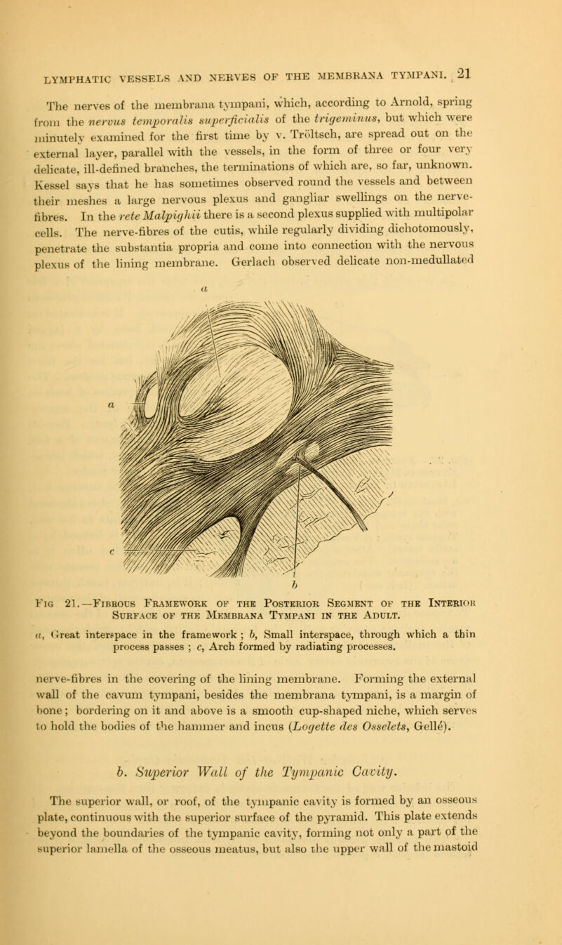 LYMPHATIC The nerves of the membrana tympani, which, according to Arnold, spring from thevervus temporalis sv^erficialis of the tritjeminus, but which were minutely examined for the first time by v. Troltsch, are spread out on the external layer, parallel with the vessels, in the form of three or four very delicate, ill-defined branches, the terminations of which are, so far, unknown. Kessel saya that he has sometimes observed round the vessels and between their meshes a large nervous plexus and gangliar swellings on the nerve- Bbres. In the rete Malpitjlui there is a second plexus supplied with multipola r cells. The nerve-fibres of the cutis, while regularly dividing dichotomously, penetrate the substantia propria and come into connection with the nervous plexus of the lining membrane. Gerlach observed delicate non-medullated Fig 21.—Fibrous Framework of the Posterior Segment of the Interior Surface of the Membrana Tympani in the Adult. f(, < Treat interspace in the framework ; b, Small interspace, through which a thin process passes ; c, Arch formed by radiating processes. nerve-fibres in the covering of the lining membrane. Forming the external wall of the cavum tympani, besides the membrana tympani, is a margin of bone; bordering on it and above is a smooth cup-shaped niche, which serves to hold the bodies of the hammer and incus (Logette des Osselets, Gelle). b. Superior Wall of the Tympanic Cavity. The superior wall, or roof, of the tympanic cavity is formed by an osseous plate, continuous with the superior surface of the pyramid. This plate extends beyond the boundaries of the tympanic cavity, forming not only a part of the superior lamella of the osseous meatus, but also the upper wall of the mastoid