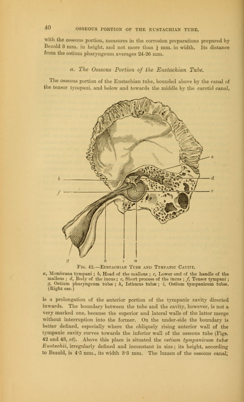 With the osseous portion, measures in the corrosion preparations prepared by Bezold 3 mm. in height, and not more than $ mm. in width. Its distance from the ostium pharyngeum averages 24-26 mm. a. The Osseous Portion of the Eustachian Tube. The osseous portion of the Eustachian tube, bounded above by the canal of the tensor tympani, and below and towards the middle by the carotid canal, Fig. 42. It i a -Eustachian Tube and Tympanic Cavity. a, Membrana tympani ; b, Head of the malleus ; c, Lower end of the handle of the malleus ; d, Body of the incus ; e, Short process of the incus ; f, Tensor tympani ; g, Ostium pharyngeum tubae ; h, Isthmus tubae ; i, Ostium tympanicum tubae. (Right ear.) is a prolongation of the anterior portion of the tympanic cavity directed inwards. The boundary between the tube and the cavity, however, is not a very marked one, because the superior and lateral walls of the latter merge without interruption into the former. On the under-side the boundary is better defined, especially where the obliquely rising anterior wall of the tympanic cavity curves towards the inferior wall of the osseous tube (Figs. 42 and 43, ot). Above this place is situated the ostium tympanicum tuba Eustachii, irregularly defined and inconstant in size; its height, according to Bezold, is 4*5 mm., its width 3'3 mm. The lumen of the osseous canal,