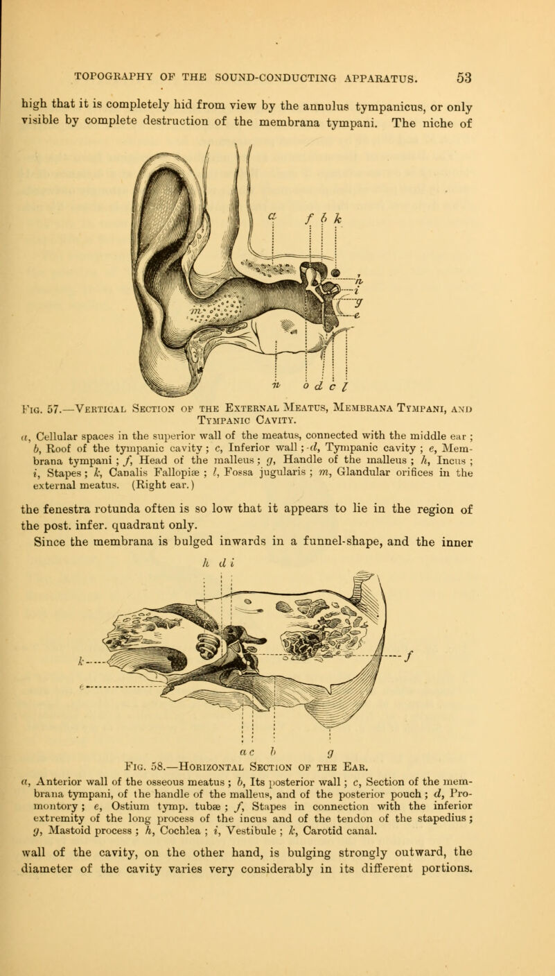 high that it is completely hid from view by the annulus tympanicus, or only visible by complete destruction of the membrana tympani. The niche of / h k o d c I Fig. 57.—Vertical Section op the External Meatus, Membrana Tympani, and Tympanic Cavity. a, Cellular spaces in the superior wall of the meatus, connected with the middle ear ; b, Roof of the tympanic cavity; c, Inferior wall; d, Tympanic cavity ; e, Mem- brana tympani ; /, Head of the malleus; g, Handle of the malleus ; h, Incus ; i, Stapes ; k, Canalis Fallopiae ; I, Fossa jugularis ; m, Glandular orifices in the external meatus. (Right ear.) the fenestra rotunda often is so low that it appears to lie in the region of the post, infer, quadrant only. Since the membrana is bulged inwards in a funnel-shape, and the inner h d I k~~ ac h g Fig. 58.—Horizontal Section of the Ear. a, Anterior wall of the osseous meatus ; b, Its posterior wall; c, Section of the mem- brana tympani, of the handle of the malleus, and of the posterior pouch ; d, Pro- montory ; e, Ostium tymp. tubae ; /, Stapes in connection with the inferior extremity of the long process of the incus and of the tendon of the stapedius; g, Mastoid process ; h, Cochlea ; i, Vestibule ; k, Carotid canal. wall of the cavity, on the other hand, is bulging strongly outward, the diameter of the cavity varies very considerably in its different portions.