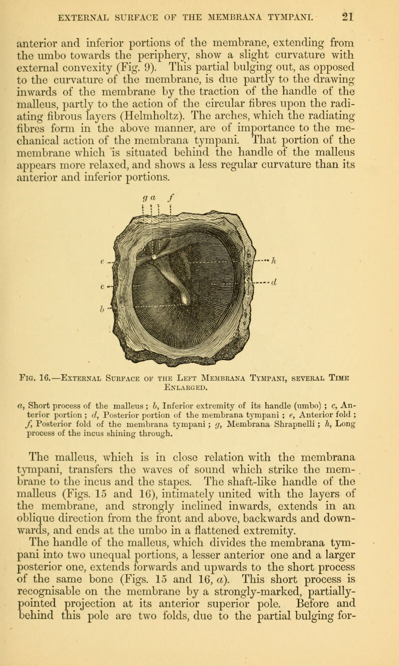 anterior and inferior portions of the membrane, extending from the umbo towards the periphery, show a slight curvature with external convexity (Fig. 9). This partial bulging out, as opposed to the curvature of the membrane, is due partly to the drawing inwards of the membrane by the traction of the handle of the malleus, partly to the action of the circular fibres upon the radi- ating fibrous layers (Helmholtz). The arches, which the radiating fibres form in the above manner, are of importance to the me- chanical action of the membrana tympani. That portion of the membrane which is situated behind the handle of the malleus appears more relaxed, and shows a less regular curvature than its anterior and inferior portions. Fig. 16.—External Surface of the Left Membrana Tympani, several Time Enlarged. a, Short process of the malleus ; b, Inferior extremity of its handle (umbo) ; c, An- terior portion ; (/, Posterior portion of the membrana tympani ; e, Anterior fold ; J] Posterior fold of the membrana tympani; g, Membrana Shrapnelli; h, Long- process of the incus shining through. The malleus, which is in close relation with the membrana tympani, transfers the waves of sound which strike the mem- brane to the incus and the stapes. The shaft-like handle of the malleus (Figs. 15 and 16), intimately united with the layers of the membrane, and strongly inclined inwards, extends in an oblique direction from the front and above, backwards and down- wards, and ends at the umbo in a flattened extremity. The handle of the malleus, which divides the membrana tym- pani into two unequal portions, a lesser anterior one and a larger posterior one, extends forwards and upwards to the short process of the same bone (Figs. 15 and 16, a). This short process is recognisable on the membrane by a strongly-marked, partially- pointed projection at its anterior superior pole. Before and behind this pole are two folds, due to the partial bulging for-