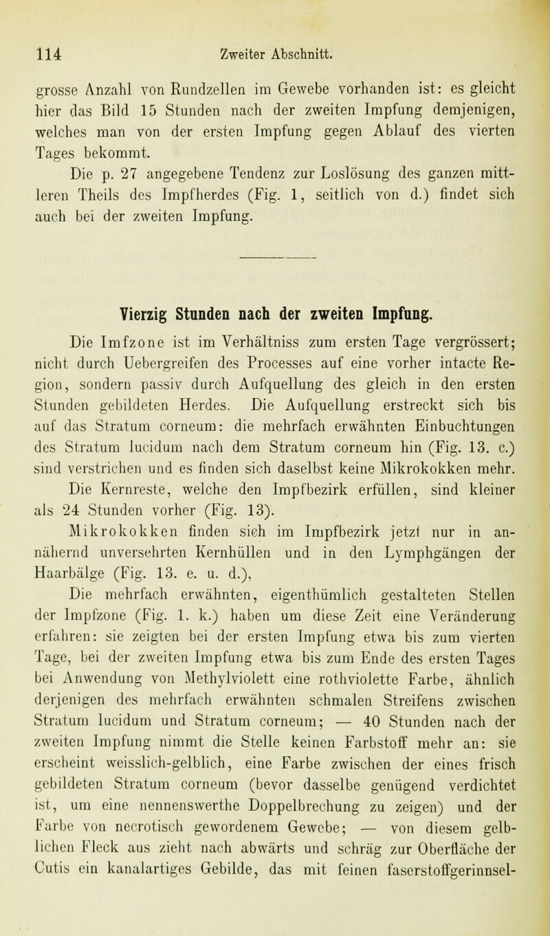 grosse Anzahl von Rundzellen im Gewebe vorhanden ist: es gleicht hier das Bild 15 Stunden nach der zweiten Impfung demjenigen, welches man von der ersten Impfung gegen Ablauf des vierten Tages bekommt. Die p. 27 angegebene Tendenz zur Loslösung des ganzen mitt- leren Theils des Impfherdes (Fig. 1, seitlich von d.) findet sich auch bei der zweiten Impfung. Vierzig Stunden nach der zweiten Impfung. Die Imfzone ist im Verhältniss zum ersten Tage vergrössert; nicht durch Uebergreifen des Processes auf eine vorher intacte Re- gion, sondern passiv durch Aufquellung des gleich in den ersten Stunden gebildeten Herdes. Die Aufquellung erstreckt sich bis auf das Stratum corneum: die mehrfach erwähnten Einbuchtungen des Stratum lucidum nach dem Stratum corneum hin (Fig. 13. c.) sind verstrichen und es finden sich daselbst keine Mikrokokken mehr. Die Kernreste, welche den Impf bezirk erfüllen, sind kleiner als 24 Stunden vorher (Fig. 13). Mikrokokken finden sieh im Impf bezirk jetzt nur in an- nähernd unversehrten Kernhüllen und in den Lymphgängen der Haarbälge (Fig. 13. e. u. d.), Die mehrfach erwähnten, eigentümlich gestalteten Stellen der Impfzone (Fig. 1. k.) haben um diese Zeit eine Veränderung erfahren: sie zeigten bei der ersten Impfung etwa bis zum vierten Tage, bei der zweiten Impfung etwa bis zum Ende des ersten Tages bei Anwendung von Methylviolett eine rothviolette Farbe, ähnlich derjenigen des mehrfach erwähnten schmalen Streifens zwischen Stratum lucidum und Stratum corneum; — 40 Stunden nach der zweiten Impfung nimmt die Stelle keinen Farbstoff mehr an: sie erscheint weisslich-gelblich, eine Farbe zwischen der eines frisch gebildeten Stratum corneum (bevor dasselbe genügend verdichtet ist, um eine nennenswerthe Doppelbrechung zu zeigen) und der Farbe von necrotisch gewordenem Gewebe; — von diesem gelb- lichen Fleck aus zieht nach abwärts und schräg zur Oberfläche der Cutis ein kanalartiges Gebilde, das mit feinen faserstoffgerinnsel-