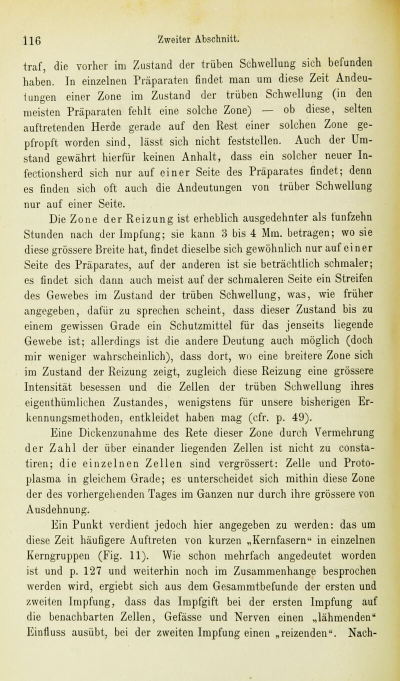 traf, die vorher im Zustand der trüben Schwellung sich befunden haben. In einzelnen Präparaten findet man um diese Zeit Andeu- tungen einer Zone im Zustand der trüben Schwellung (in den meisten Präparaten fehlt eine solche Zone) — ob diese, selten auftretenden Herde gerade auf den Rest einer solchen Zone ge- pfropft worden sind, lässt sich nicht feststellen. Auch der Um- stand gewährt hierfür keinen Anhalt, dass ein solcher neuer In- fectionsherd sich nur auf einer Seite des Präparates findet; denn es finden sich oft auch die Andeutungen von trüber Schwellung nur auf einer Seite. Die Zone der Reizung ist erheblich ausgedehnter als fünfzehn Stunden nach der Impfung; sie kann 3 bis 4 Mm. betragen; wo sie diese grössere Breite hat, findet dieselbe sich gewöhnlich nur auf einer Seite des Präparates, auf der anderen ist sie beträchtlich schmaler; es findet sich dann auch meist auf der schmaleren Seite ein Streifen des Gewebes im Zustand der trüben Schwellung, was, wie früher angegeben, dafür zu sprechen scheint, dass dieser Zustand bis zu einem gewissen Grade ein Schutzmittel für das jenseits liegende Gewebe ist; allerdings ist die andere Deutung auch möglich (doch mir weniger wahrscheinlich), dass dort, wo eine breitere Zone sich im Zustand der Reizung zeigt, zugleich diese Reizung eine grössere Intensität besessen und die Zellen der trüben Schwellung ihres eigenthümlichen Zustandes, wenigstens für unsere bisherigen Er- kennungsmethoden, entkleidet haben mag (cfr. p. 49). Eine Dickenzunahme des Rete dieser Zone durch Vermehrung der Zahl der über einander liegenden Zellen ist nicht zu consta- tiren; die einzelnen Zellen sind vergrössert: Zelle und Proto- plasma in gleichem Grade; es unterscheidet sich mithin diese Zone der des vorhergehenden Tages im Ganzen nur durch ihre grössere von Ausdehnung. Ein Punkt verdient jedoch hier angegeben zu werden: das um diese Zeit häufigere Auftreten von kurzen „Kernfasern in einzelnen Kerngruppen (Fig. 11). Wie schon mehrfach angedeutet worden ist und p. 127 und weiterhin noch im Zusammenhange besprochen werden wird, ergiebt sich aus dem Gesammtbefunde der ersten und zweiten Impfung, dass das Impfgift bei der ersten Impfung auf die benachbarten Zellen, Gefässe und Nerven einen „lähmenden Einfluss ausübt, bei der zweiten Impfung einen „reizenden. Nach-