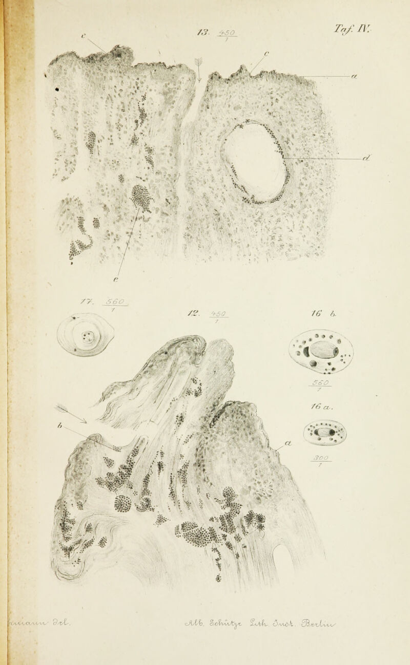 /3 Taf.IV. ^■■^s^^m X' ^::**t'Hj« » •tf»^ i. :■ ' . ^ 'S, * :;■■ ,/• |i 1 ■ s v 1 . . 7t L •V -«? />. /? a; a . . . . : ~l M b. --'r m ■'■ l . i I i-, •, ' ■ | . | .