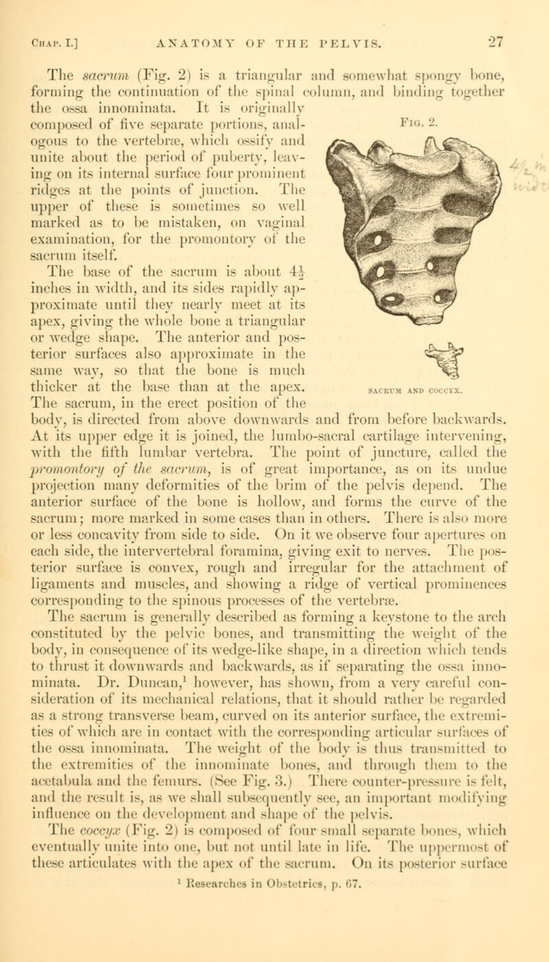 SACRUM AM. I The sacrum (Fig. 2) is a triangular and somewhat spongy bone, forming the continuation of the spinal column, and binding together the ossa innominata. It is originally com])<>.«'(! of five separate portions, anal- Fig. 2 ogous to the vertebrae, which ossify and unite about the period of puberty, leav- ing on its internal surface four prominent ridges at the points of junction. The upper of these is sometimes so well marked as to be mistaken, on vaginal examination, for the promontory of the sacrum itself. The base of the sacrum is about 4-J- indies in width, and its sides rapidly ap- proximate until they nearly meet at its apex, giving the whole bone a triangular or wedge shape. The anterior and pos- terior surfaces also approximate in the same way, so that the bone is much thicker at the base than at the apex. The sacrum, in the erect position of the body, is directed from above downwards and from before backwards. At its upper oA^c it is joined, the lumbo-sacral cartilage intervening, with the fifth lumbar vertebra. The point of juncture, called the promontory of the sacrum, is of great importance, as on its undue projection many deformities of the brim of the pelvis depend. The anterior surface of the bone is hollow, and forms the curve of the sacrum; more marked in some cases than in others. There is also more or less concavity from side to side. On it we observe four aperture- on each side, the intervertebral foramina, giving exit to nerves. The pos- terior surface is convex, rough and irregular for the attachment of ligaments and muscles, and showing a ridge of vertical prominences corresponding to the spinous processes of the vertebra?. The sacrum is generally described as forming a keystone to the arch constituted by the pelvic bones, and transmitting the weight of the body, in consequence of its wedge-like shape, in a direction which tends to thrust it downwards and backwards, as if separating the ossa inno- minata. Dr. Duncan,1 however, has shown, from a very careful con- sideration of its mechanical relations, that it should rather be regarded as a strong transverse beam, curved on its anterior surface, the extremi- ties of which are in contact with the corresponding articular surfaces of the ossa innominata. The weight of the body is thus transmitted to the extremities of the innominate bones, and through them to the acetabula and the femurs. (See Fig. 3.) There counter-pressure is felt, and the result is, as we -hall subsequently see, an important modifying influence on the development and shape of the pelvis. The OOCCyx (Fig. 2) is composed of four small separate bone-, which eventually unite into one. but not until late in life. The uppermost of these articulates with the apex of the sacrum. On its posterior surface