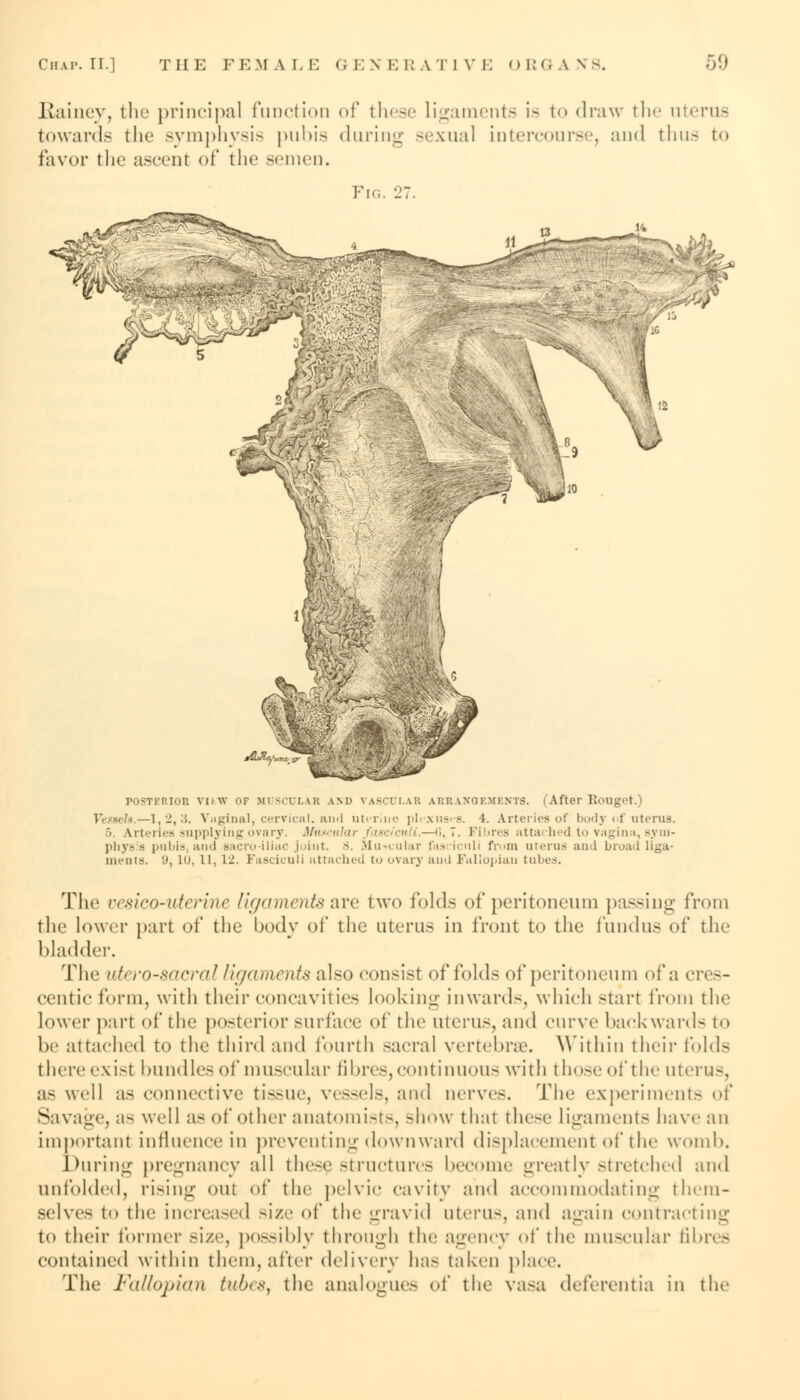 Rainey, the principal function of these Ligaments is to draw the uterus towards the symphysis pubis during sexual intercourse, and thus to favor the ascent of the semen. Fig. 27 ■ v^ POSTEBIOB VliW of MUSCULAR AM) VASCULAR AKRAXGF.MF.NTS. (After Rouget.) —1,2,:5. Vaginal, cervical, and uterine plexuses. 1. Arteries of body of uterus. 5 Arteries supplying ovary. Muscular fasciculi.—(5,7. Fibres attached lo vagina, sym- physis pubis, and sacro-iliac joint. 8. Muscular fasciculi from uterua and broad liga- ments. '.», 1, 11, 12. Fasciculi attached to ovary and Fallopian tubes. The vesico-vierine ligaments are two folds of peritoneum passing from the lower part of the bodv of the uterus in front to the fundus of the bladder. The utero-sacral ligaments also consist of folds of peritoneum of a cres- centie form, with their concavities looking inwards, which start from the lower part of the posterior surface of the uterus, and curve backwards to be attached to the third and fourth sacral vertebra1. Within their folds there exist bundles of muscular fibres, continuous with those of the uterus, as well as connective tissue, vessels, and nerves. The experiment- of Savage, as well as of other anatomists, -how thai these ligaments have an important influence in preventing downward displacement of the womb. During pregnancy all these structures become greatly stretched and unfolded, rising out of the pelvic cavity and accommodating them- selves to the increased size of the gravid uterus, and again contracting to their former size, possibly through the agency of the muscular fibres contained within them, after delivery has taken place. The Fallopian tubes, the analogues of the vasa deferentia in the