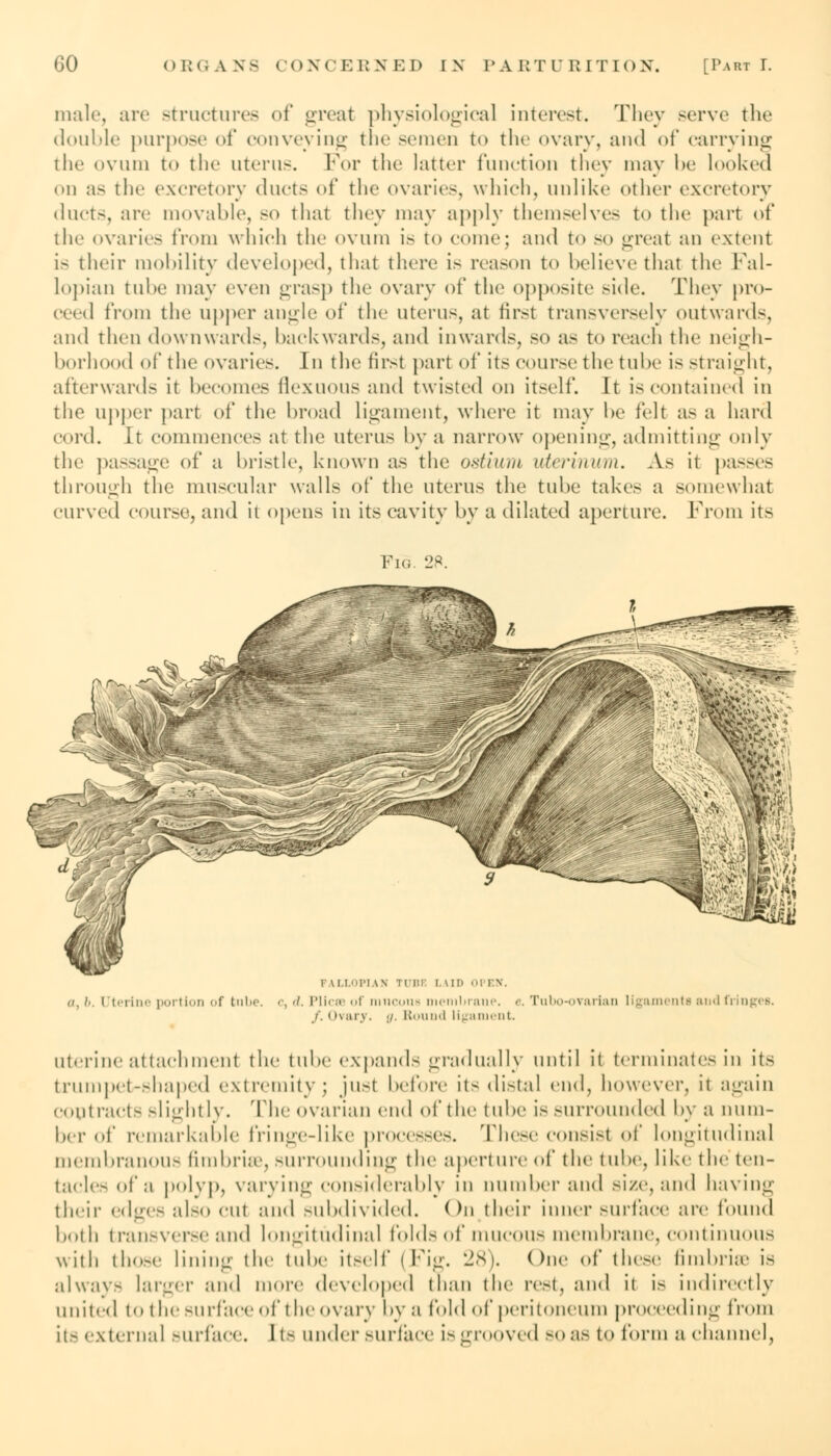 male, arc structures of great physiological interest. They serve the double purpose of conveying the semen to the ovary, and of carrying the ovum to the uterus. For the latter function they may be looked on as the excretory duet- of the ovaries, which, unlike other excretory ducts, are movable, so that they may apply themselves to the part of the ovaries from which the ovum is to come; and to so great an extent is their mobility developed, that there is reason to believe that the Fal- lopian tube may even grasp the ovary of the opposite side. They pro- ceed from the upper angle of the uterus, at first transversely outwards, and then downwards, backwards, and inwards, so as to reach the neigh- borhood of the ovaries. In the first part of its course the tube is straight, afterwards it becomes flexuous and twisted on itself. It is contained in the upper part of the broad Ligament, where it may be felt as a hard ord. It commences at the uterus by a narrow opening, admitting only the passage of a bristle, known as the ostium uterinum. As it passes through the muscular walls of the uterus the tube takes a somewhat curved course, and it opens in its cavity by a dilated aperture. From its Fig. 28. FALLOPIAN TUBE l.MH l EN. n. b. I i' iim portion of tube, c, d. Plicae of mucous membrane. /. ( Km \. g. Round ligament Tub irian ligamenti ii ing< b, uterine attachment the tube expands gradually until ii terminates in its trumpet-shaped extremity ; jusl before its distal end, however, it again contracts slightly. The ovarian end of the tube is surrounded by a num- ber of remarkable fringe-like processes. These consist of longitudinal membranous fimbria', surrounding the aperture of the tube, like the ten- tacle- of a polyp, varying considerably in number and size, and having their edges also CUl and subdivided. < >n their inner surface are found both transverse and longitudinal folds of mucous membrane, continuous with those lining the tube itself (Fig. 28). One of these fimbria' is always larger and more developed than the rest, and it is indirectly united to the -uilace of theovary by a fold of peritoneum proceeding from its external surface. Its under surface is grooved so as t<» form a channel,