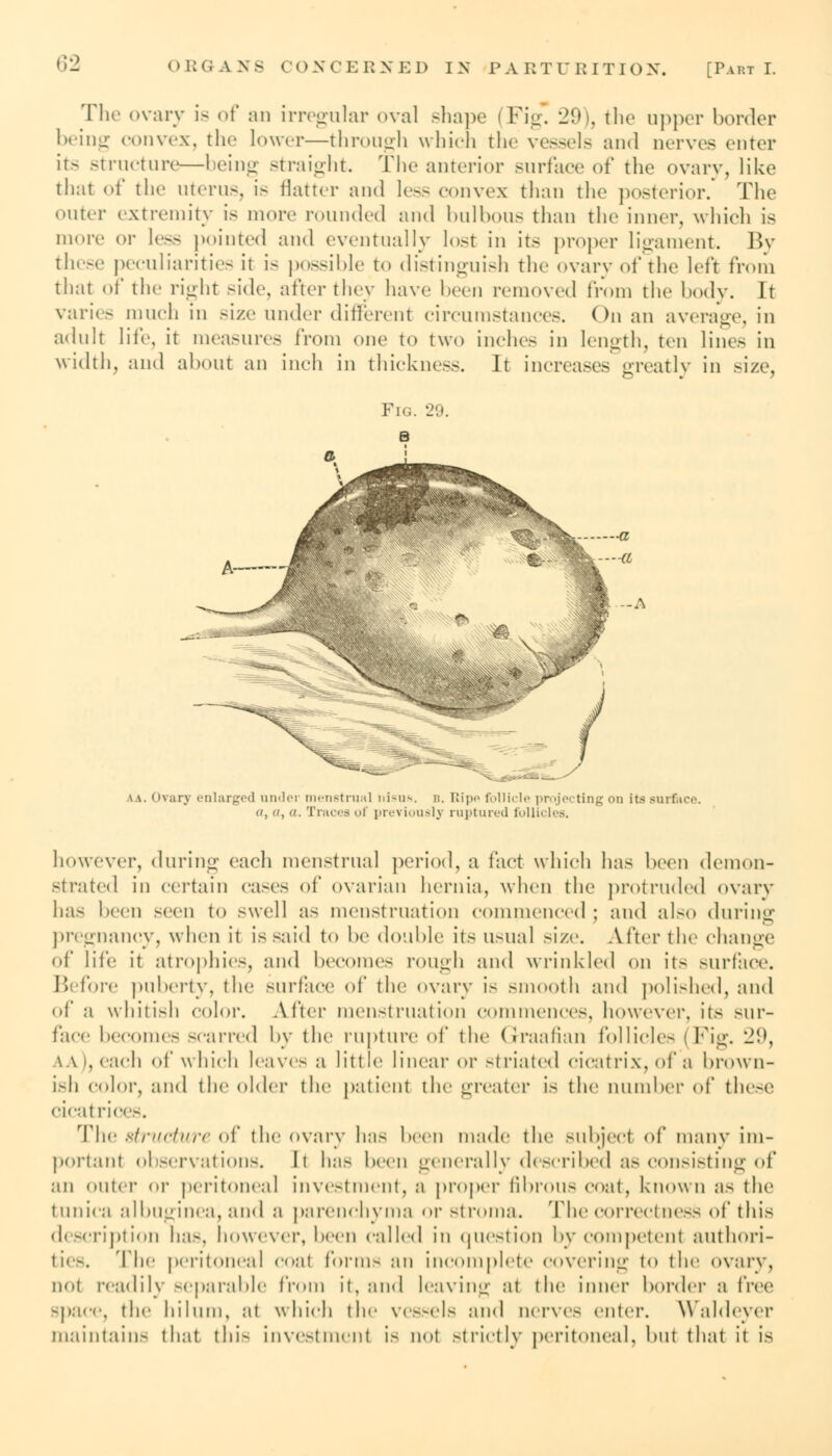 The ovary is of an irregular oval shape I Fig! 29), the upper border being convex, the lower—through which the vessels and nerves enter its structure—being straight. The anterior surface of the ovary, like that of the uterus, is flatter and less convex than the posterior. The outer extremity is more rounded and bulbous than the inner, which is more or less pointed and eventually lost in its proper ligament. By these peculiarities it is possible to distinguish the ovary of the left from that of the right side, after they have been removed from the body. It varies much in size under different circumstances. On an average, in adult life, it measures from one to two inches in length, ten lines in width, and about an inch in thickness. It increases greatly in size, \ \. I (vary enlarged under menstrua] nisus. b. Ripa follicle projecting on its Bur&ce. a, (i, a. Traces of previously ruptured follii however, during each menstrual period, a fact which has been demon- strated in certain cases of ovarian hernia, when the protruded ovary bas been seen to swell as menstruation commenced; and also during pregnancy, when it is said to be double its usual size. After the change of life it atrophies, and becomes rough and wrinkled on its surface. Before puberty, the surface of the ovary is smooth and polished, and of a whitish color. After menstruation commences, however, its sur- face becomes scarred by the rupture of the Graafian follicle- (Fig. 29, ach of which leaves a little linear or striated cicatrix, of a brown- ish color, and the older the patient the greater is the number of these cicatrices. The structure of the ovary has been made the subject of many im- portant observations. It has been generally described as consisting of an outer or peritoneal investment, a proper fibrous coat, known a- the tunica albuginea,and a parenchyma or stroma. The correctness of this description has, however, been called in question by competent authori- The peritonea] coal form- an incomplete covering to the ovary, not readily separable from it, and leaving at the inner border a free Bpace, the hiliim, at which the ves-els and nerves enter. Waldcycr maintain- that this invest incut is nol strictly peritoneal, but that it is