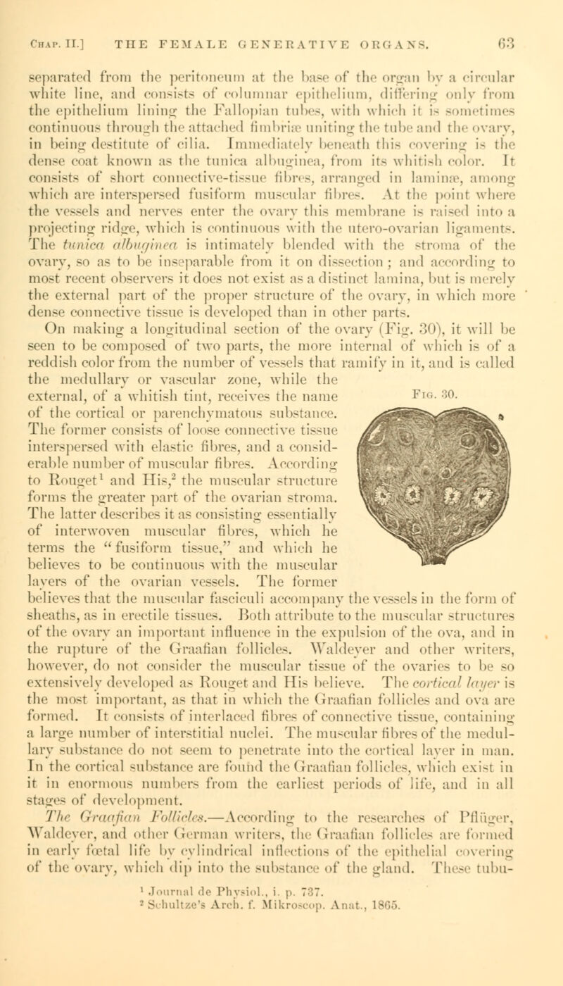 separated from the peritoneum at the base of the organ by a circular white line, and consists of columnar epithelium, differing only from the epithelium lining the Fallopian tubes, with which it is sometimes continuous through the attached fimbriae uniting the tube and the ovary, in being destitute of cilia. Immediately beneath this covering is the dense coat known as the tunica albuginea, from it- whitish color. It consist- of shorl connective-tissue fibres, arranged in lamina?, among which are interspersed fusiform muscular fibres. At the poin< where the vessels and nerves enter the ovary this membrane is raised into a projecting ridge, which is continuous with the utero-ovarian ligaments. The tunica dlbupinea is intimately blended with the stroma of the ovary, so as to be inseparable from it on dissection ; and according to most recent observers it does not exist as a distinct lamina, but is merely the external part of the proper structure of the ovary, in which more dense connective tissue is developed than in other part-. On making a longitudinal section of the ovary | Fig. 30), it will he seen to be composed of two parts, the more internal of which is of a reddish color from the number of vessels that ramify in it, and is called the medullary or vascular zone, while the external, of a whitish tint, receives the name Fig. 30. of the eortical or parenchymatous substance. The former consists of loose connective tissue interspersed with elastic fibres, and a consid- erable number of muscular fibres. According to Rouget1 and His,2 the muscular structure form- the greater part of the ovarian stroma. The latter describes it as consisting essentially of interwoven muscular fibres, which he terms the fusiform tissue, and which he believes to be continuous with the muscular layers of the ovarian vessels. The former believe-that the muscular fasciculi accompany the vessels in the form of sheath-, a- in erectile tissues. Both attribute to the muscular structures of the ovary an important influence in the expulsion of the ova, and in the rupture of the Graafian follicles. Waldeyer and other writers, however, do not consider the muscular tissue of the ovaries to be so extensively developed as Rougetand His believe. The cortical layeris the most important, as that in which the Graafian follicles and ova are formed. It consists of interlaced fibres of connective tissue, containing a large number of interstitial nuclei. The muscular fibres of the medul- lary substance do not seem to penetrate into the cortical layer in man. In the cortical substance are found the (J-raafian follicles, which exist in it in enormous numbers from the earliest period- of life, and in all Btages of development. The Graafian Follicles.—According t<> the researches of Pfluger, Waldeyer, and other German writers, the Graafian follicle- are formed in early foetal life by cylindrical inflections of the epithelial covering of the ovary, which dip into the substance of the gland. These tubu- 1 Journal de Physiol., i. ]>. 7m7. •Schultze'a Arch. f. Mikroscop. A.nat., 18G5.