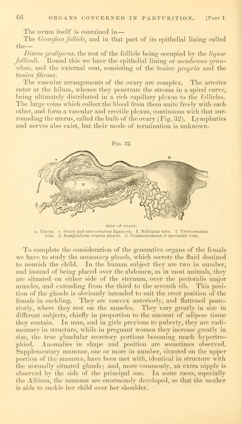 The ovum itself 18 contained in — The Graafian follicle, and in that part of its epithelial lining called tlu— Discus proligerus, the rest of the follicle being occupied by the liquor folliculi. Round this we have the epithelial Lining or membrana gran- ulosa, and the external coat, consisting of the tunica propria and the tin lien fibrosa. The vascular arrangements of the ovary are complex. The arteries enter at the hilnin, whence they penetrate the stroma in a spiral curve, being ultimately distributed in a rich capillary plexus to the follicles. The large veins which collect the blood from them unite freely with each other, and form a vascular and erectile plexus, continuous with that sur- rounding the uterus, called the hull) of the ovary ( Fig. 32). Lymphatics and nerves also exist, but their mode of termination is unknown. Fig. 32. BULB F OVARY. u. Uterus. . Ovary and utero-bvarian ligament. I. Fallopian tabe. 1. Utero-ovarian vein, 2, Pampiniform ovarian plexus. :;. Commencement of spermatic vein. To complete the consideration of the generative organs of the female we have to study the mammary glands, which secrete the fluid destined to nourish the child. In the human subject they are two in number, and instead of being placed over the abdomen, as in most animals, they are situated on either side of the sternum, over the pectoral is major muscles, and extending from the third to the seventh rib. This posi- tion of the glands is obviously intended to suit the erect position of the female in suckling. They are convex anteriorly, and flattened poste- riorly, where they resl on the muscles. They vary greatly in size in different subjects, chiefly in proportion to the amount of adipose tissue they contain. In man, and in girls previous to puberty, they are rudi- mentary in structure, while in pregnant women they increase greatly in size, the true glandular secretory portions becoming much hypertro- phied. Anomalies in shape and position are sometimes observed. Supplementary mammae, one or more in number, situated on the upper portion of the mammae, have been met with, identical in structure with the normally situated glands; and, more commonly, an extra nipple is observed bv the side of the principal one. In some races, especially the African, the mainline are enormously developed, so that the mother ig able to suckle her child over her shoulder.